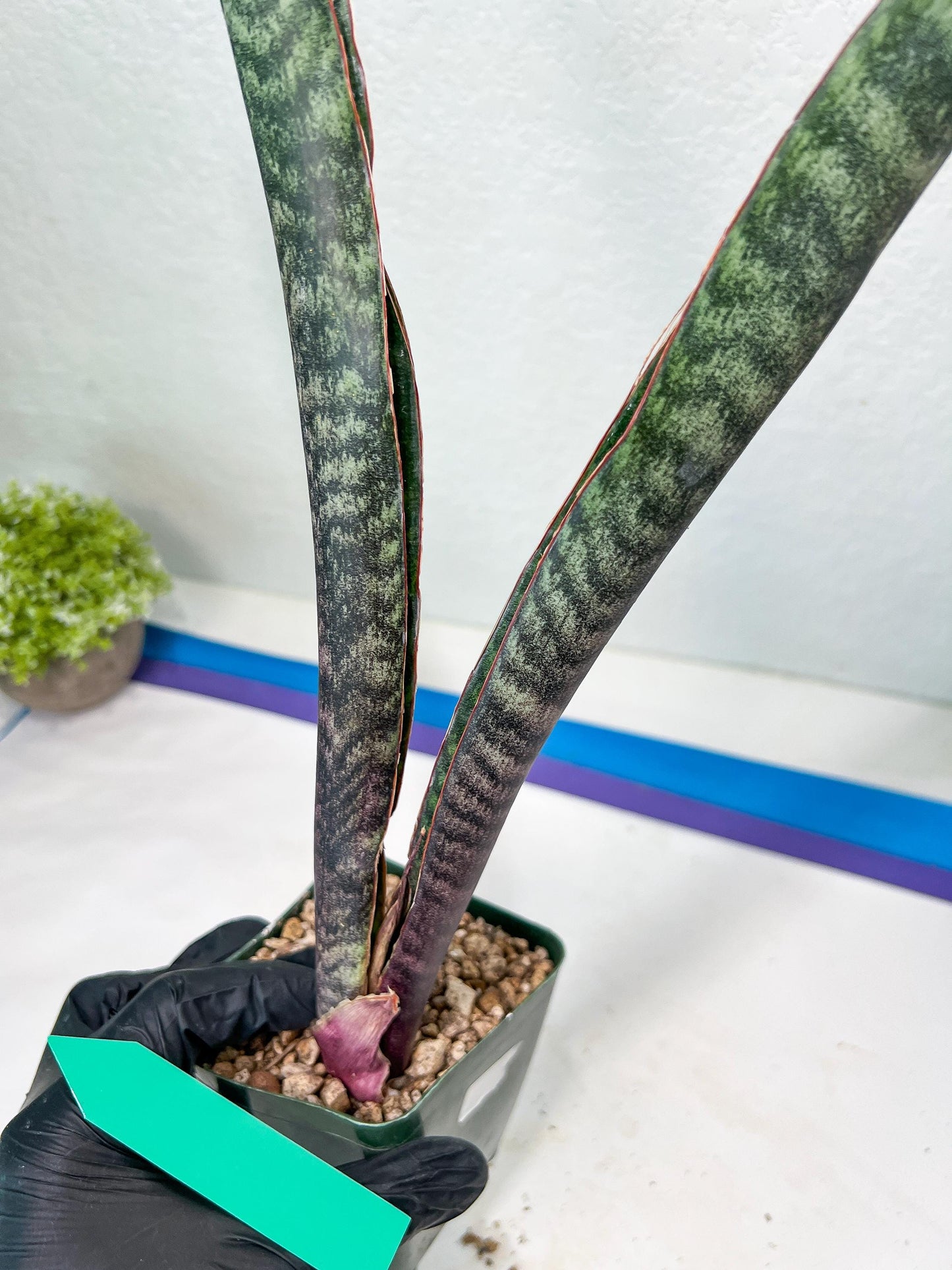 Sansevieria lila kniv Type 3 | Imported Plants | Hybrids Plants