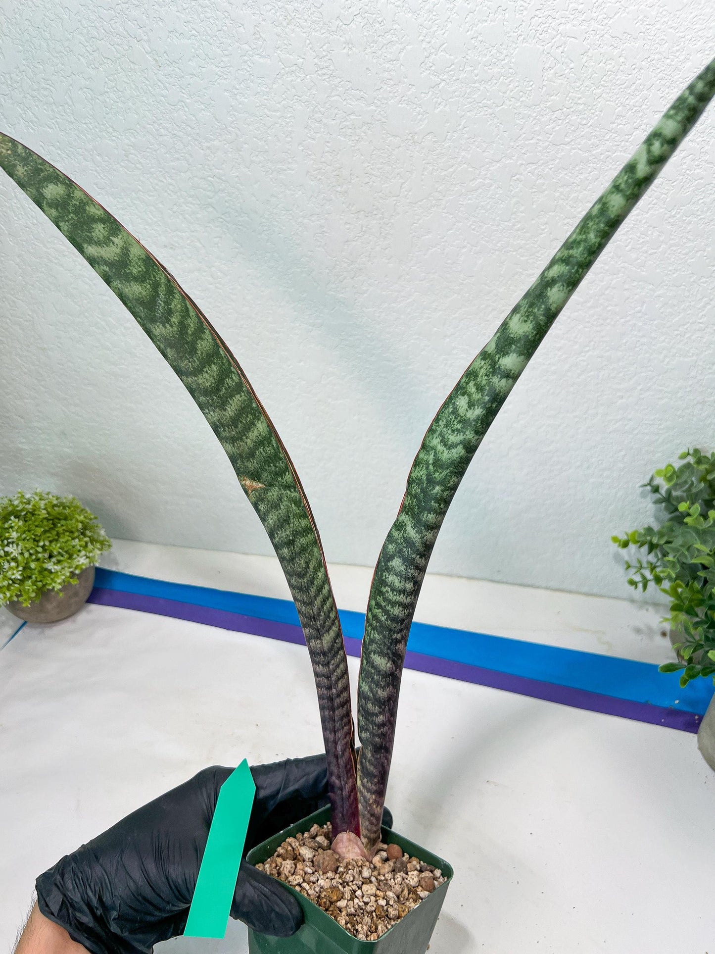 Sansevieria lila kniv Type 3 | Imported Plants | Hybrids Plants