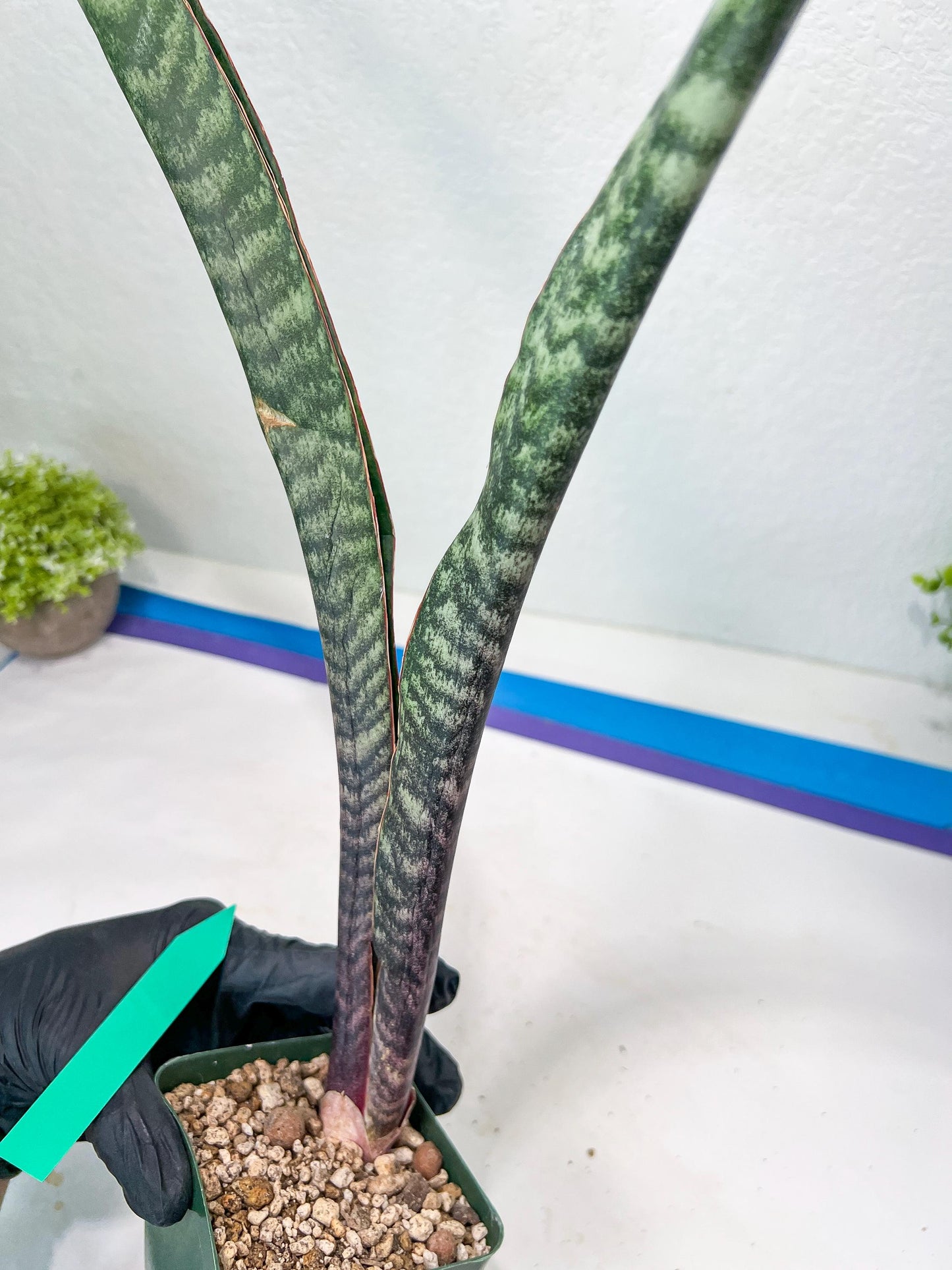 Sansevieria lila kniv Type 3 | Imported Plants | Hybrids Plants