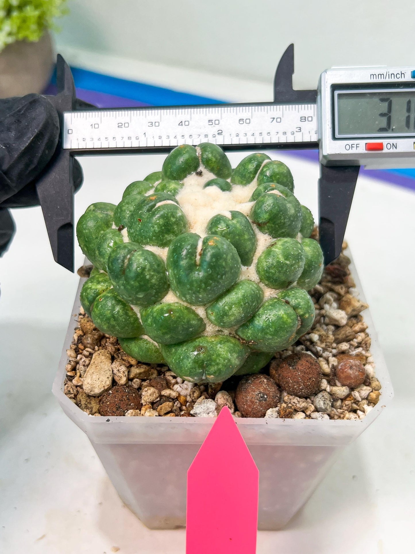 Coryphantha Elephantidens cv. Inermis | Imported Plants | Not Fully Rooted yet