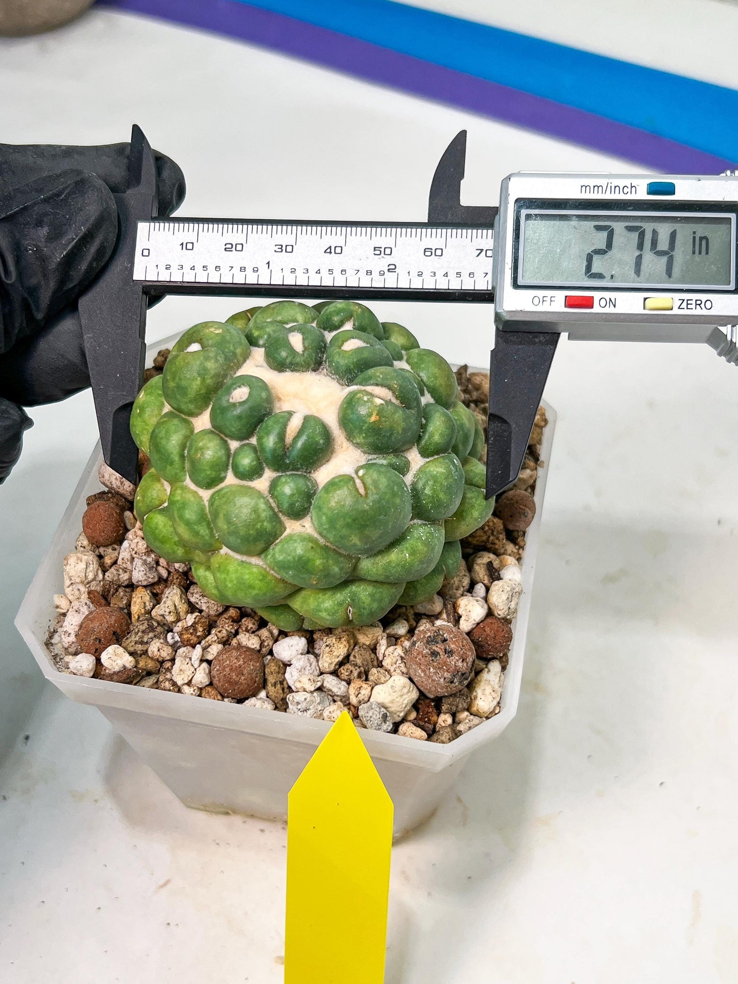 Coryphantha Elephantidens cv. Inermis | Imported Plants | Not Fully Rooted yet