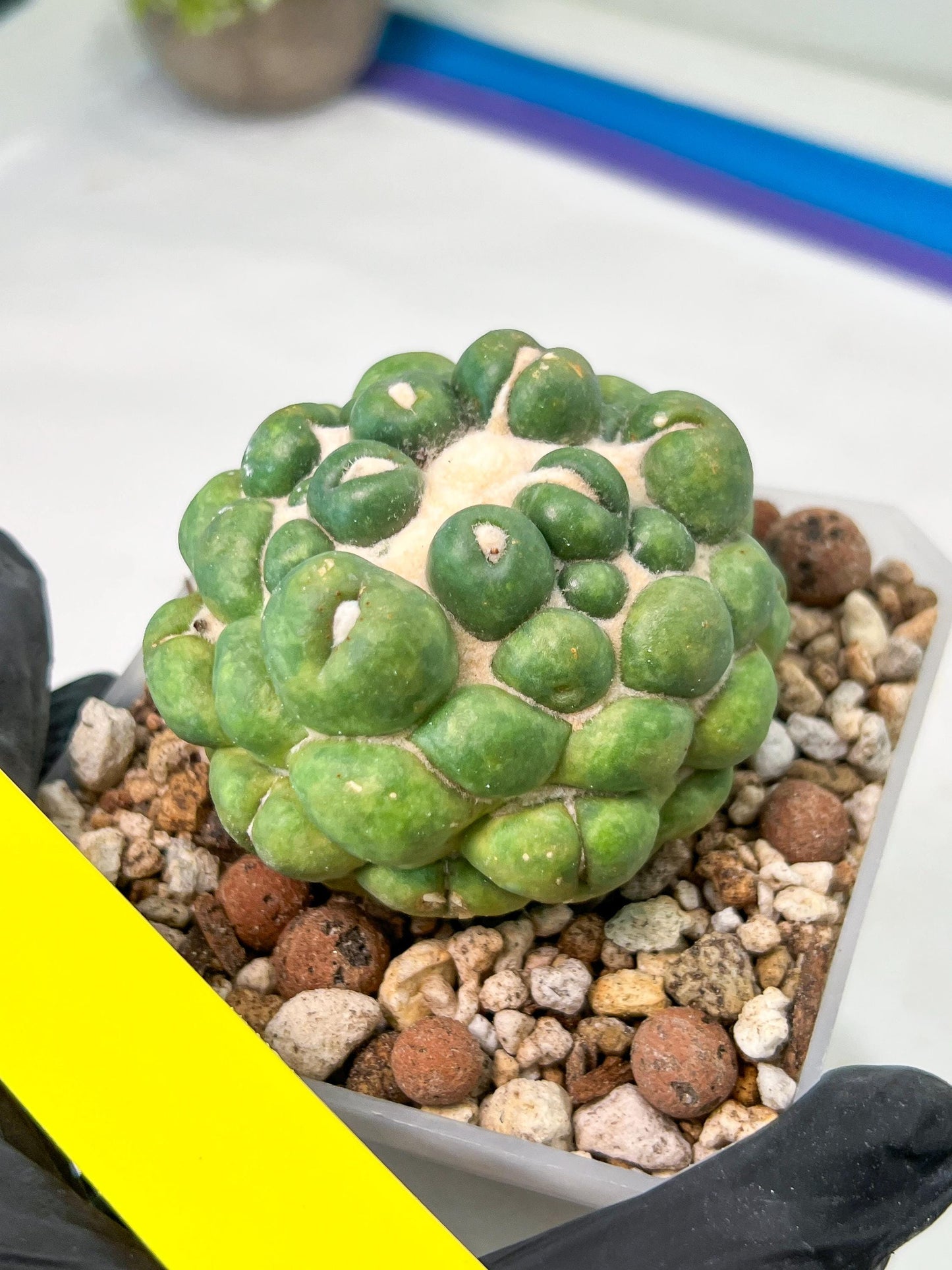 Coryphantha Elephantidens cv. Inermis | Imported Plants | Not Fully Rooted yet