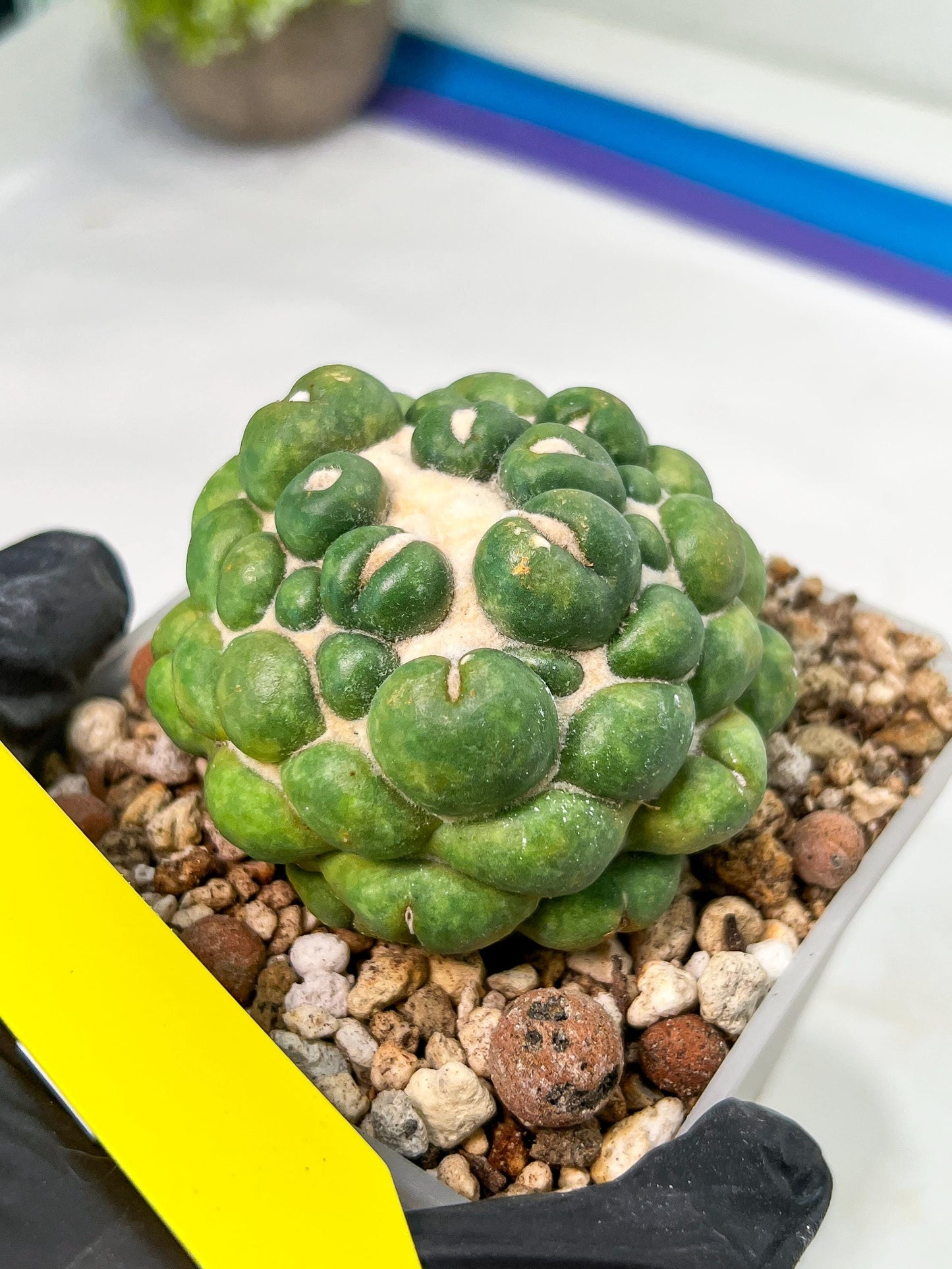 Coryphantha Elephantidens cv. Inermis | Imported Plants | Not Fully Rooted yet