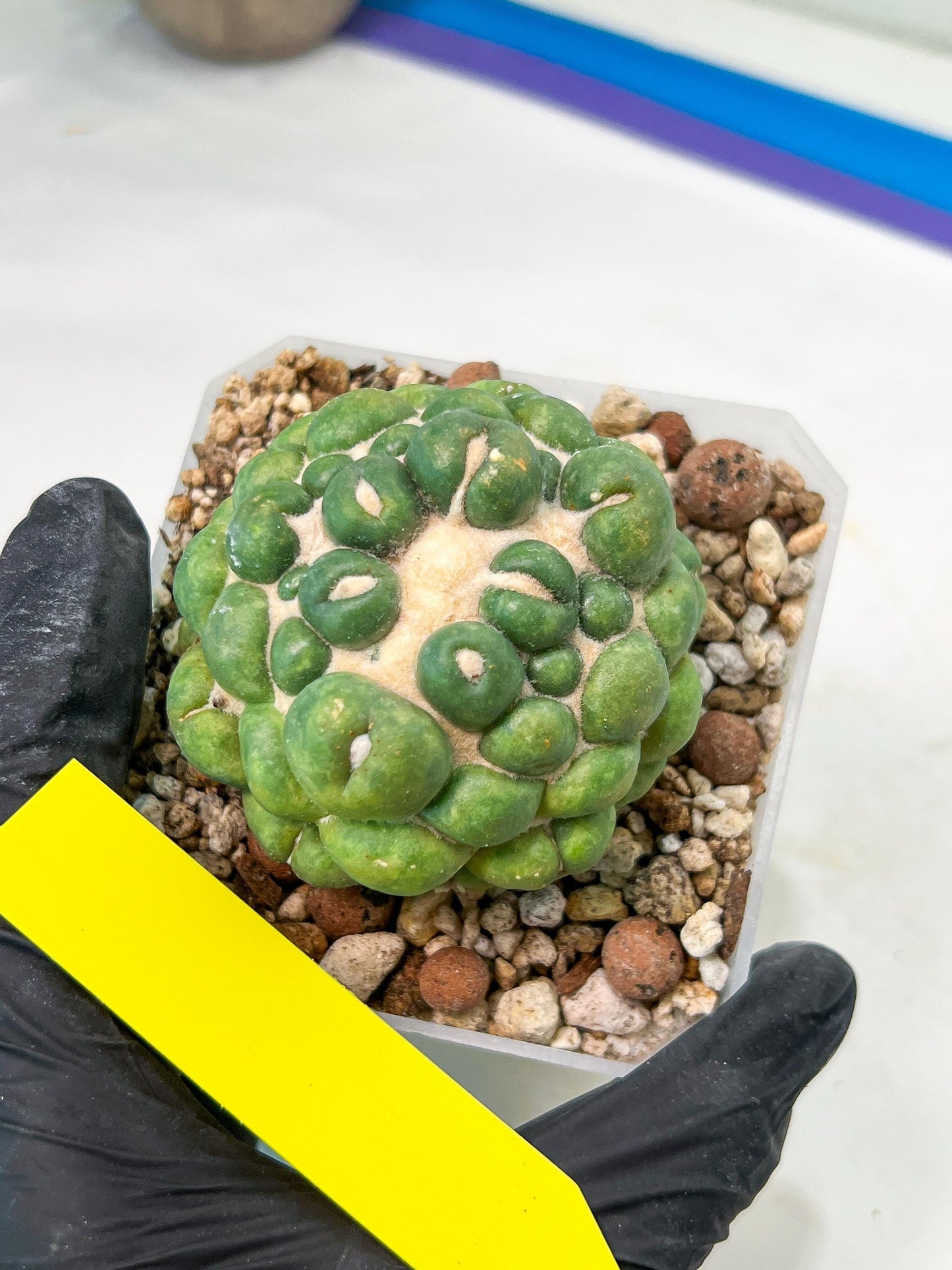 Coryphantha Elephantidens cv. Inermis | Imported Plants | Not Fully Rooted yet