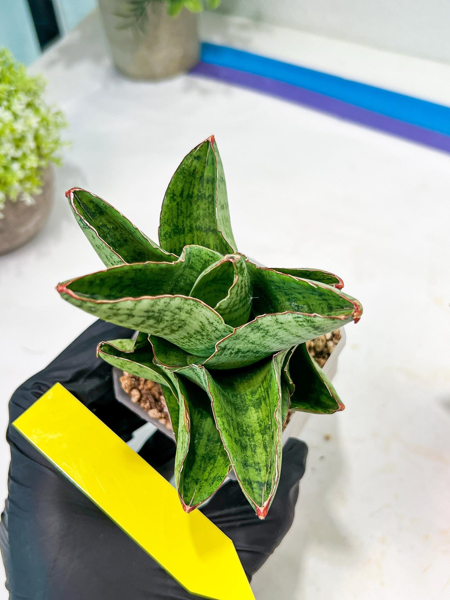 Sansevieria Andromeda (#RA14) | Seek Out a Truly Extraordinary Plant
