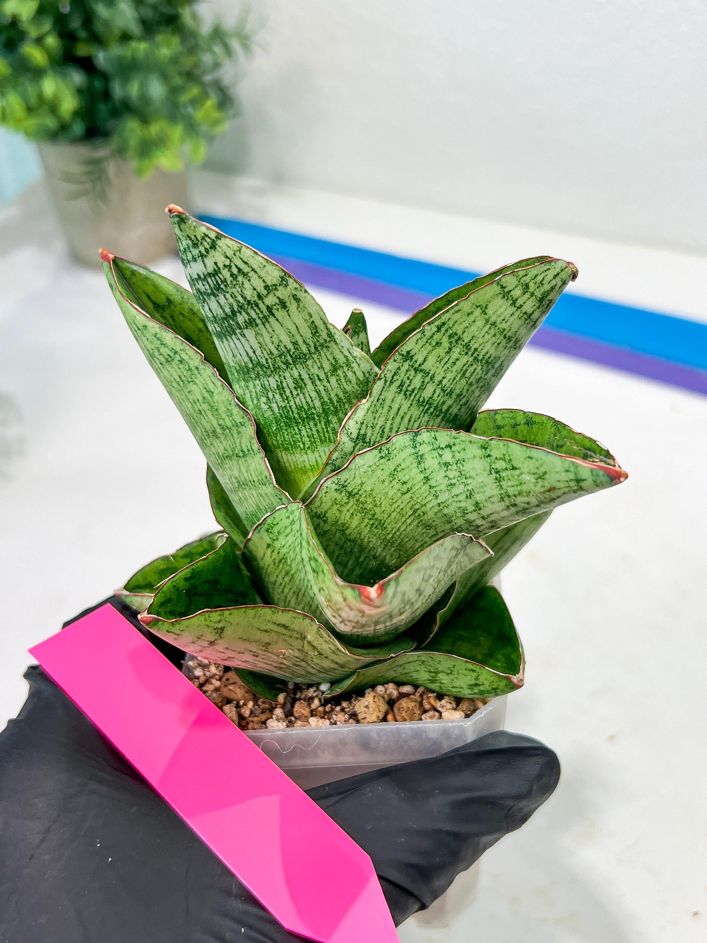Sansevieria Andromeda (#RA14) | Seek Out a Truly Extraordinary Plant