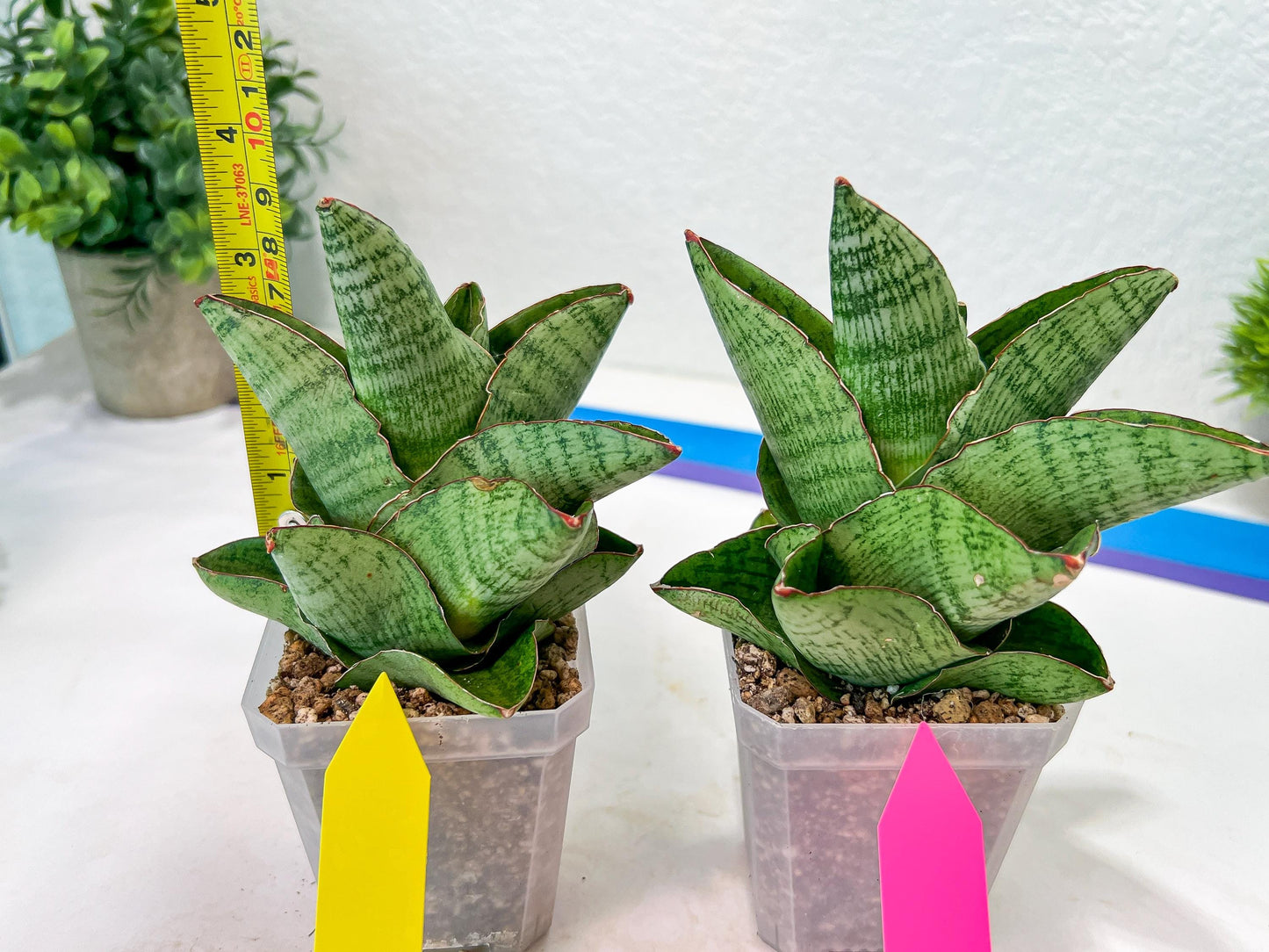 Sansevieria Andromeda (#RA14) | Seek Out a Truly Extraordinary Plant