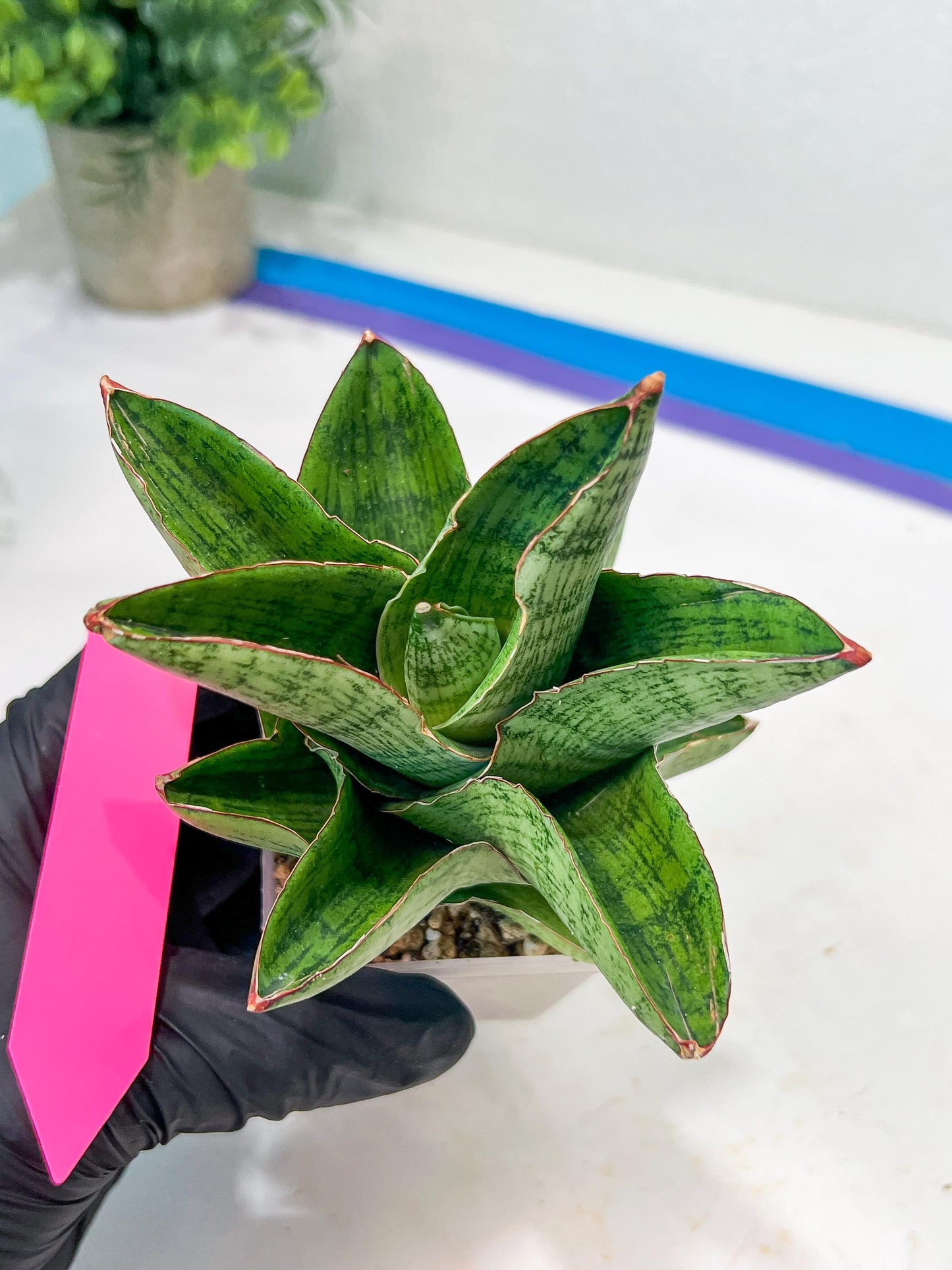 Sansevieria Andromeda (#RA14) | Seek Out a Truly Extraordinary Plant