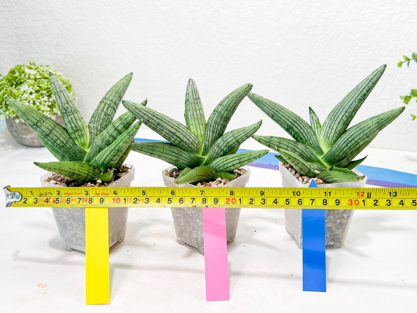Sansevieria Rookie (#AC21) | Pick Your Rare Botanical Treasure