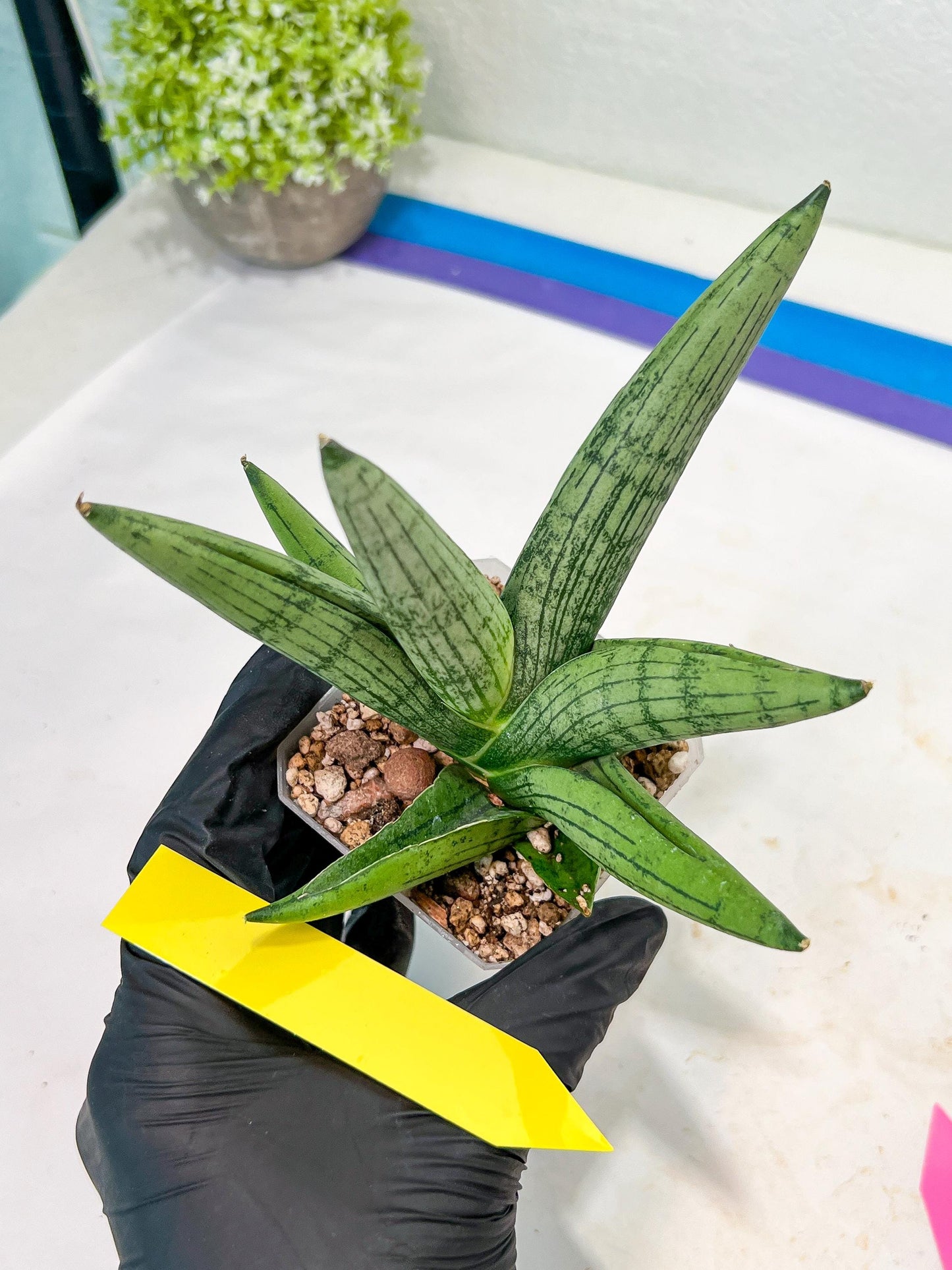 Sansevieria Rookie (#AC21) | Pick Your Rare Botanical Treasure