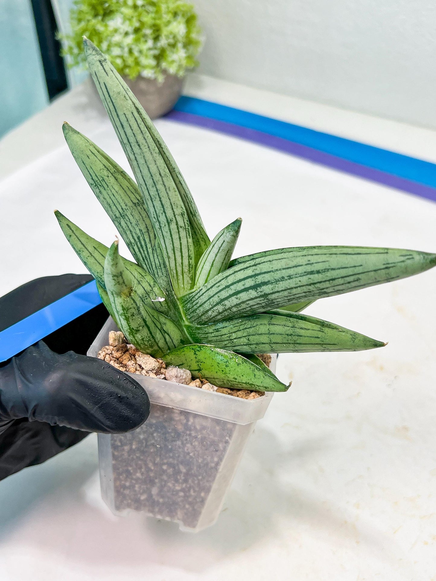 Sansevieria Rookie (#Ra5) | Imported Hybrids