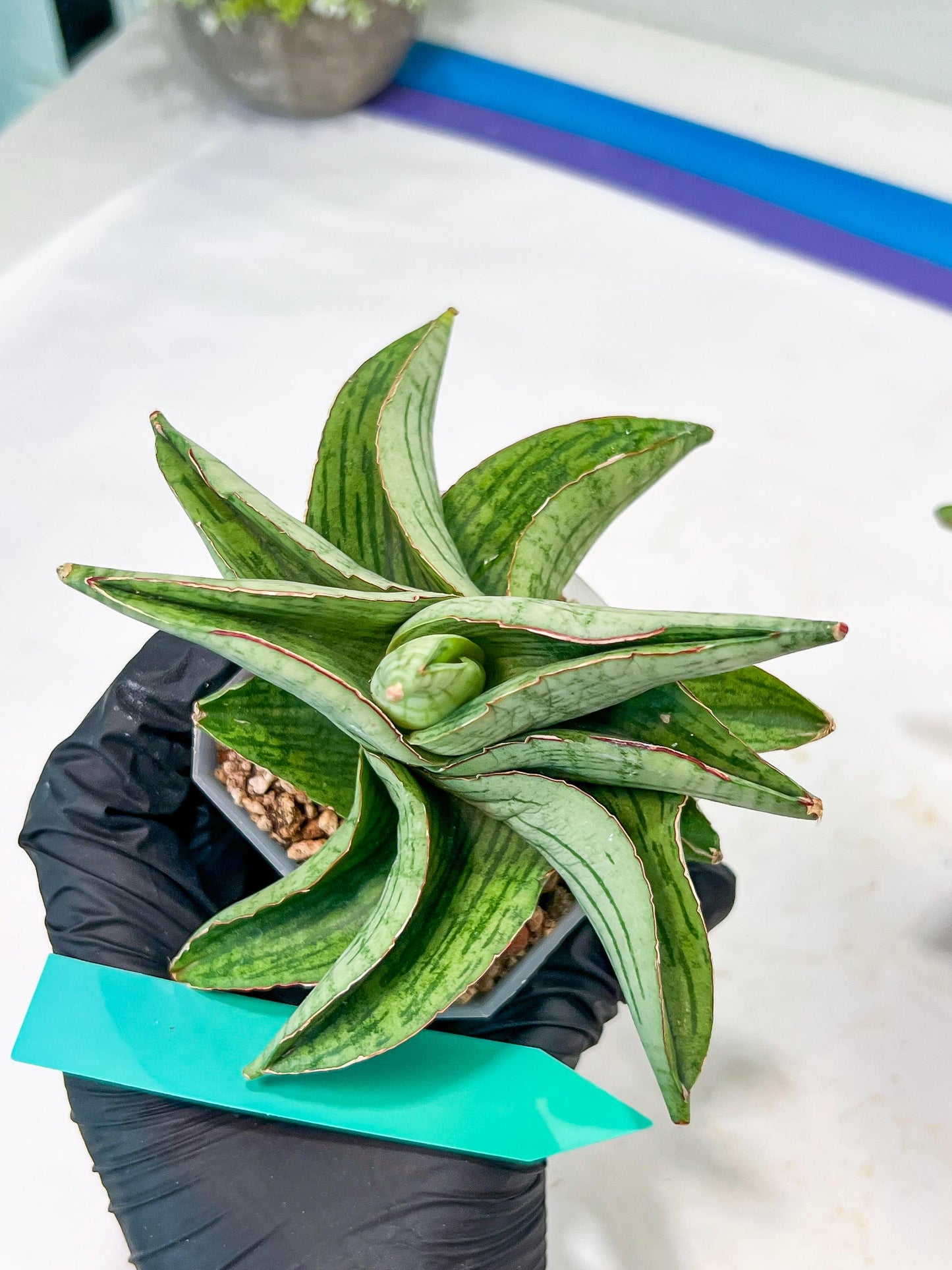 Sansevieria Hobbit (#RA6) | Unlock the Secrets of Rare Flora
