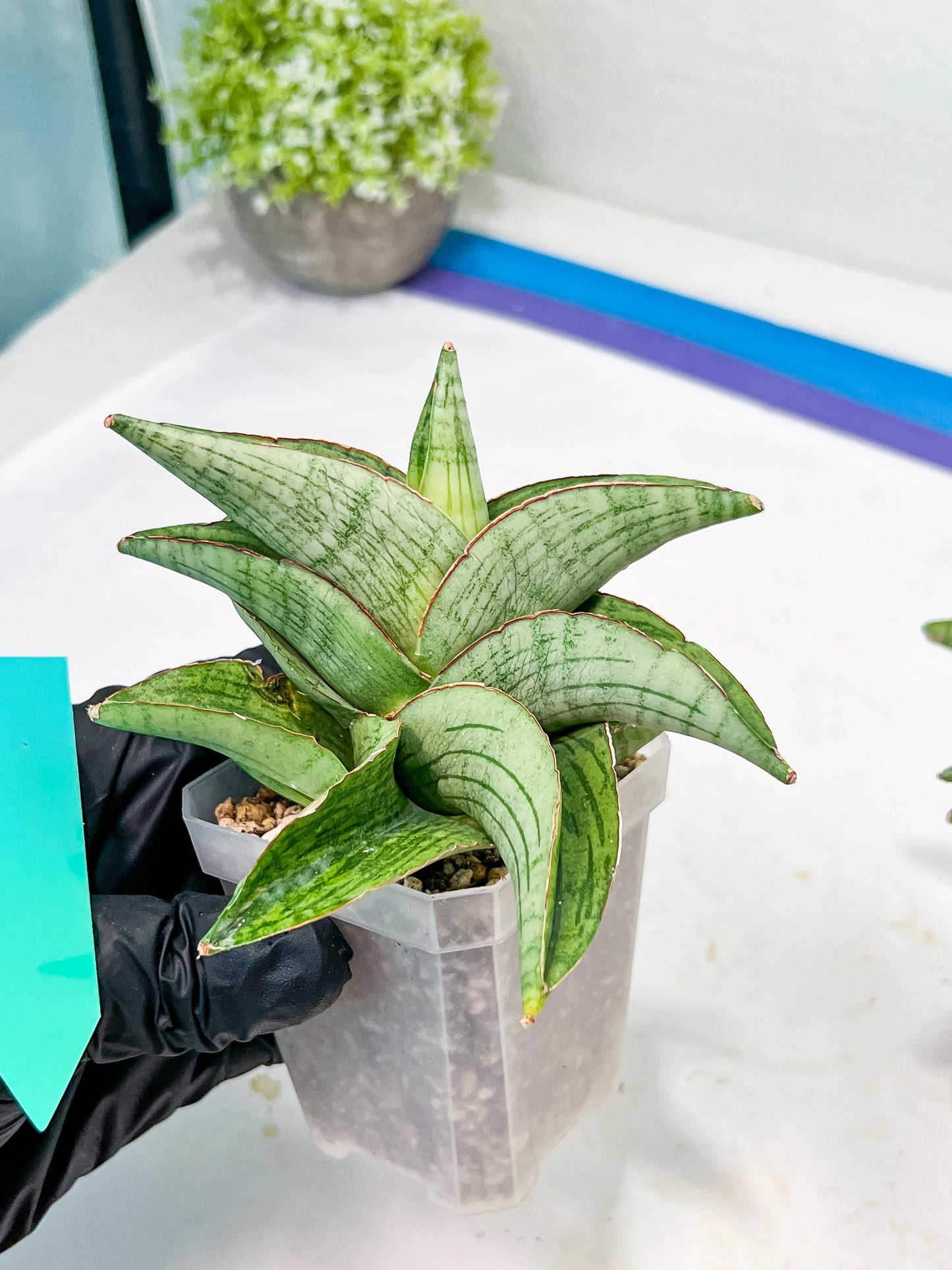 Sansevieria Hobbit (#RA6) | Unlock the Secrets of Rare Flora