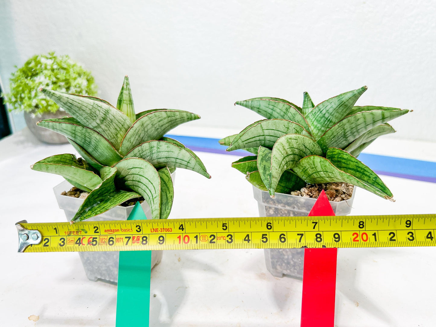 Sansevieria Hobbit (#RA6) | Unlock the Secrets of Rare Flora