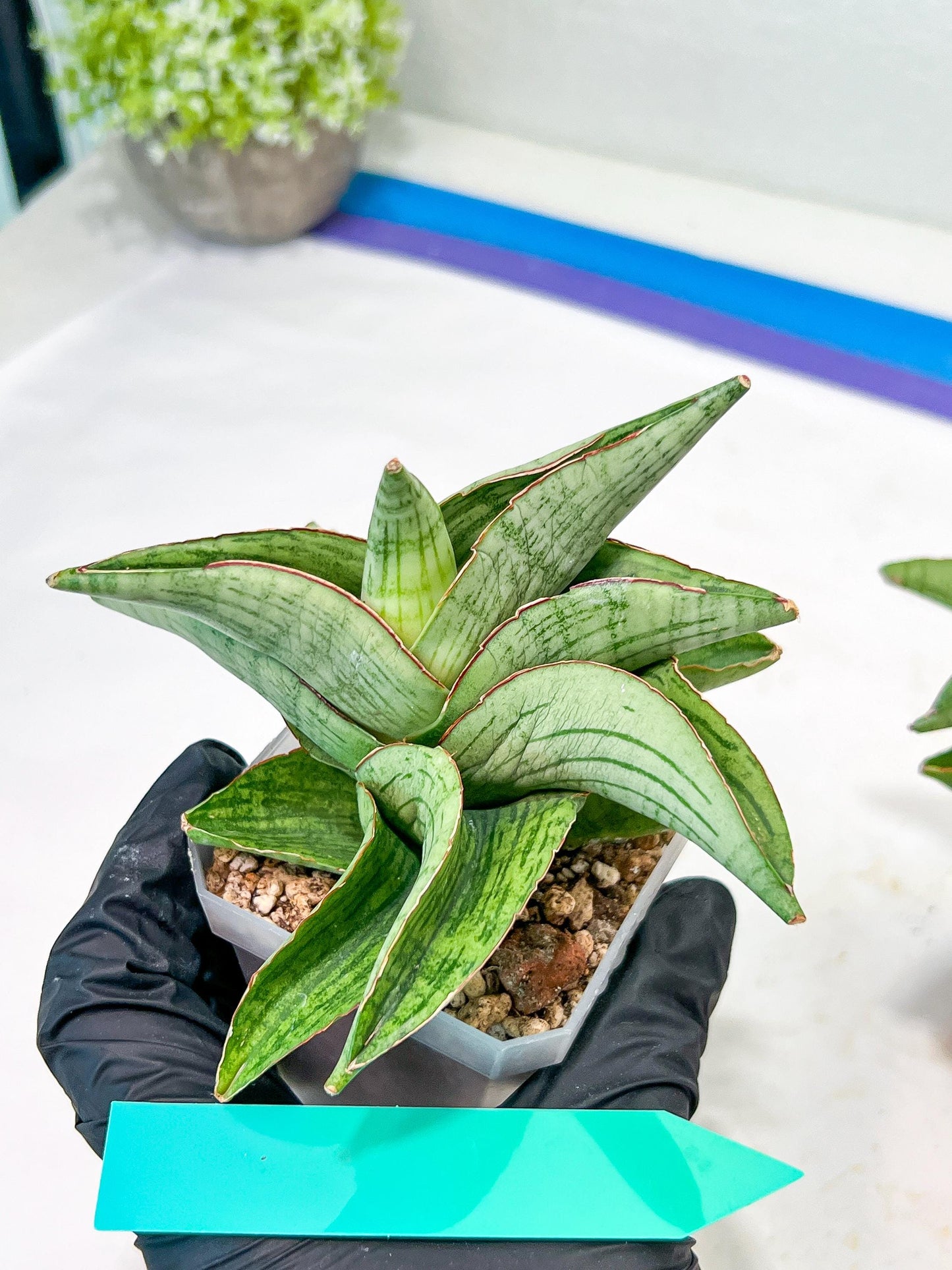 Sansevieria Hobbit (#RA6) | Unlock the Secrets of Rare Flora