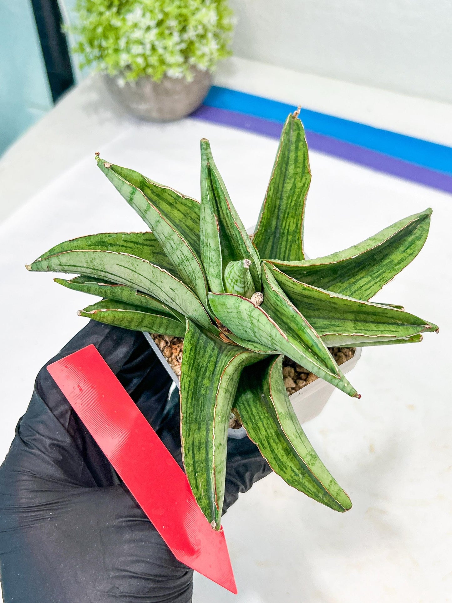 Sansevieria Hobbit (#RA6) | Unlock the Secrets of Rare Flora