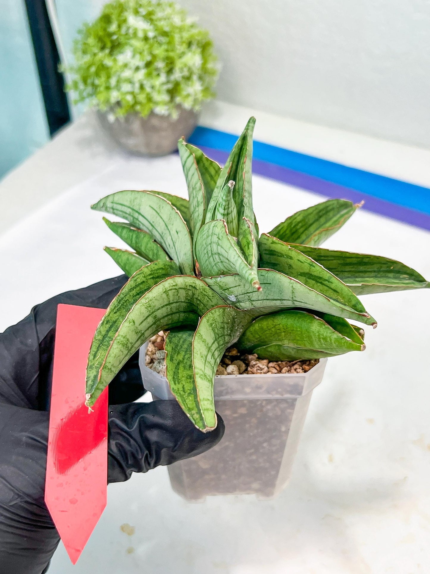 Sansevieria Hobbit (#RA6) | Unlock the Secrets of Rare Flora