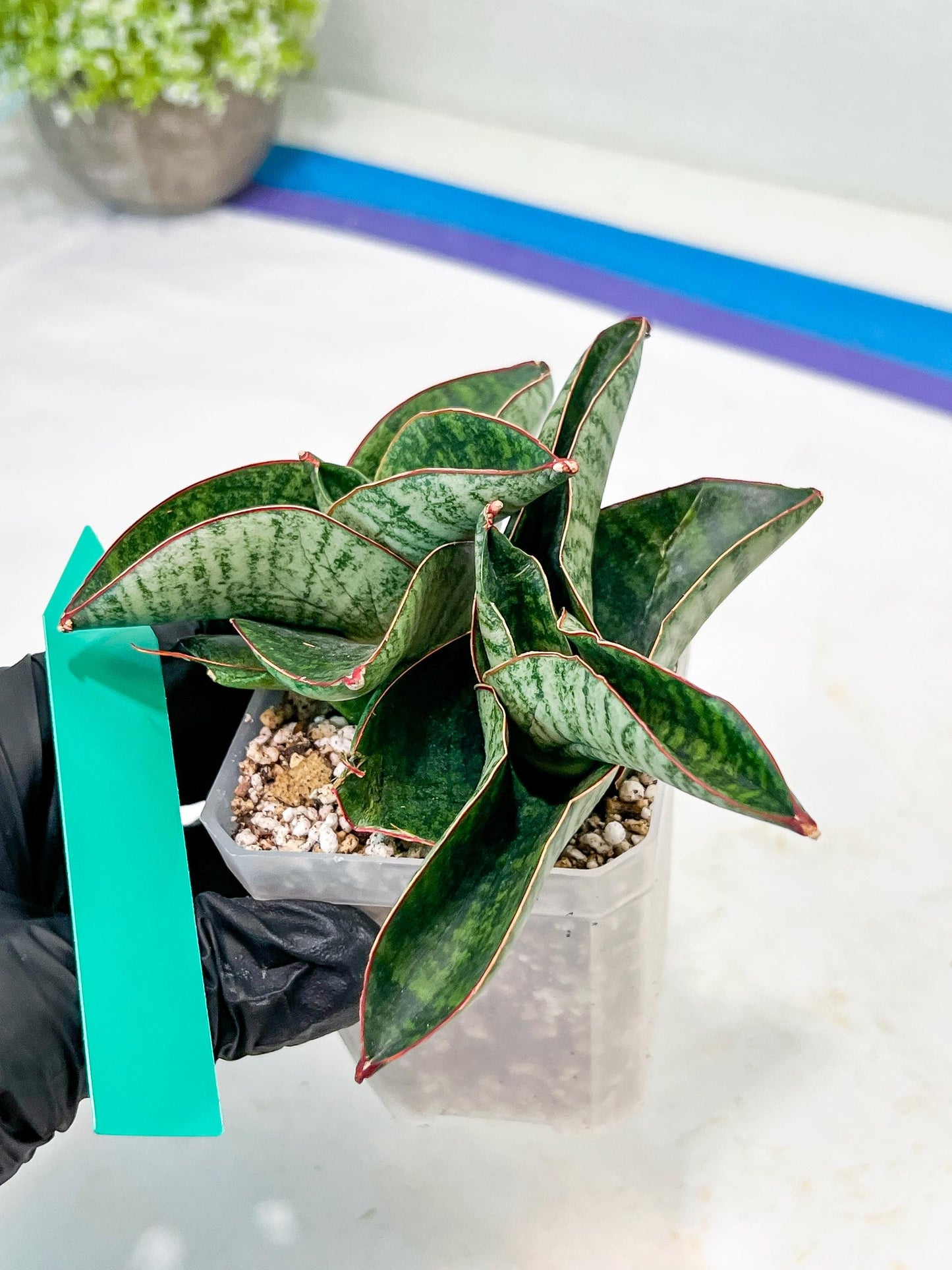 Sansevieria Nagato (#RA9) | Imported Snake Plant
