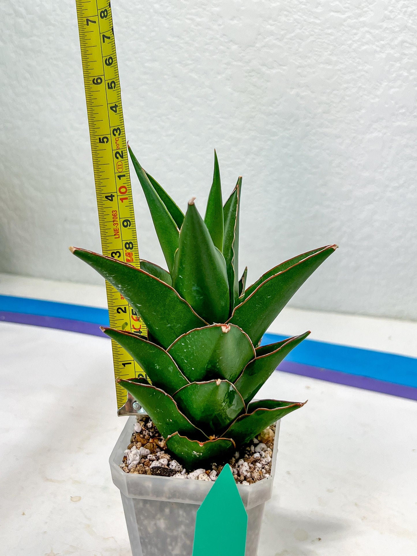 Sansaveria Tower (#RA12) | Imported Snake plant