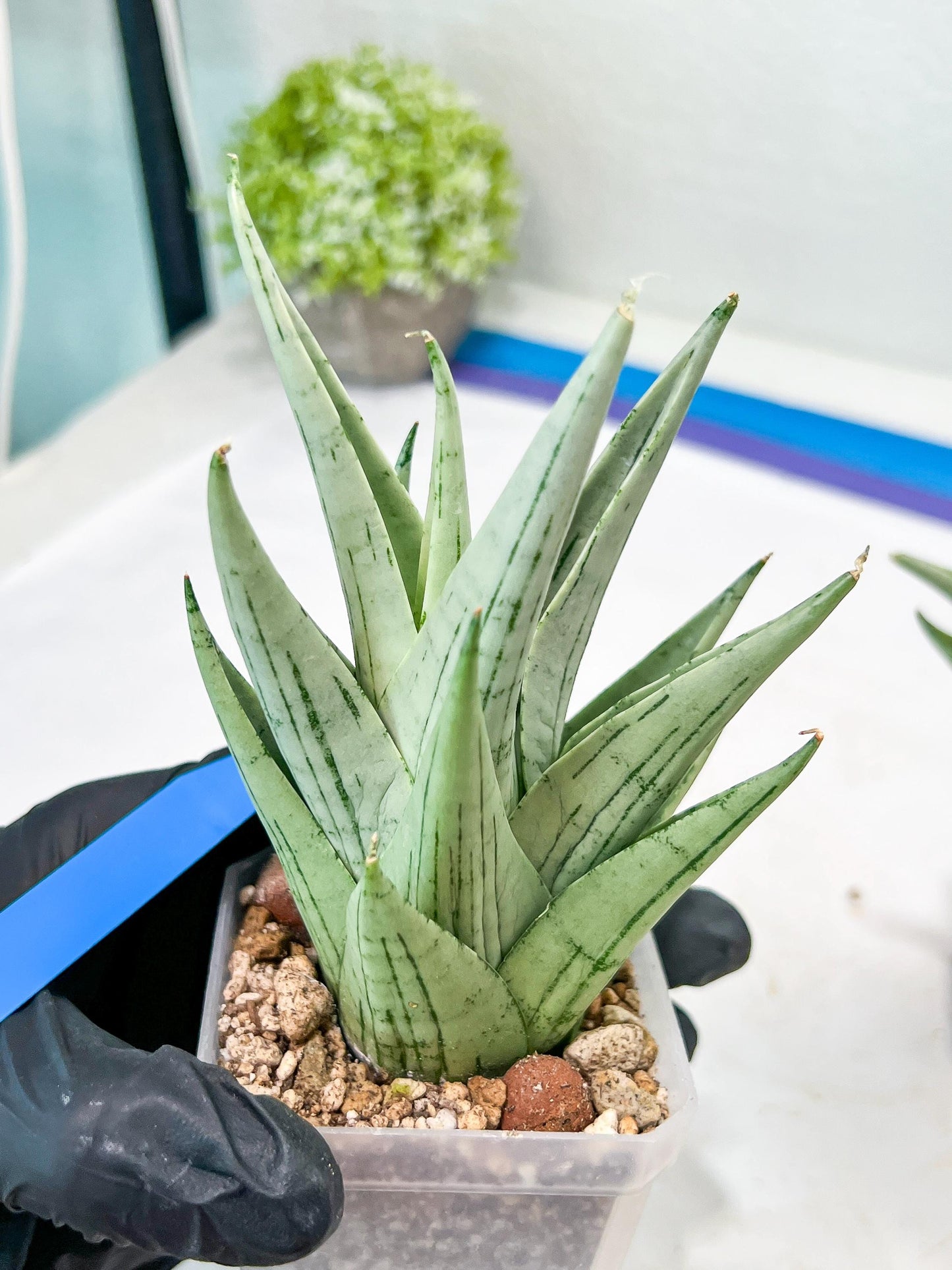 Sansevieria MoMo (#Ra16) | Very New hybrids