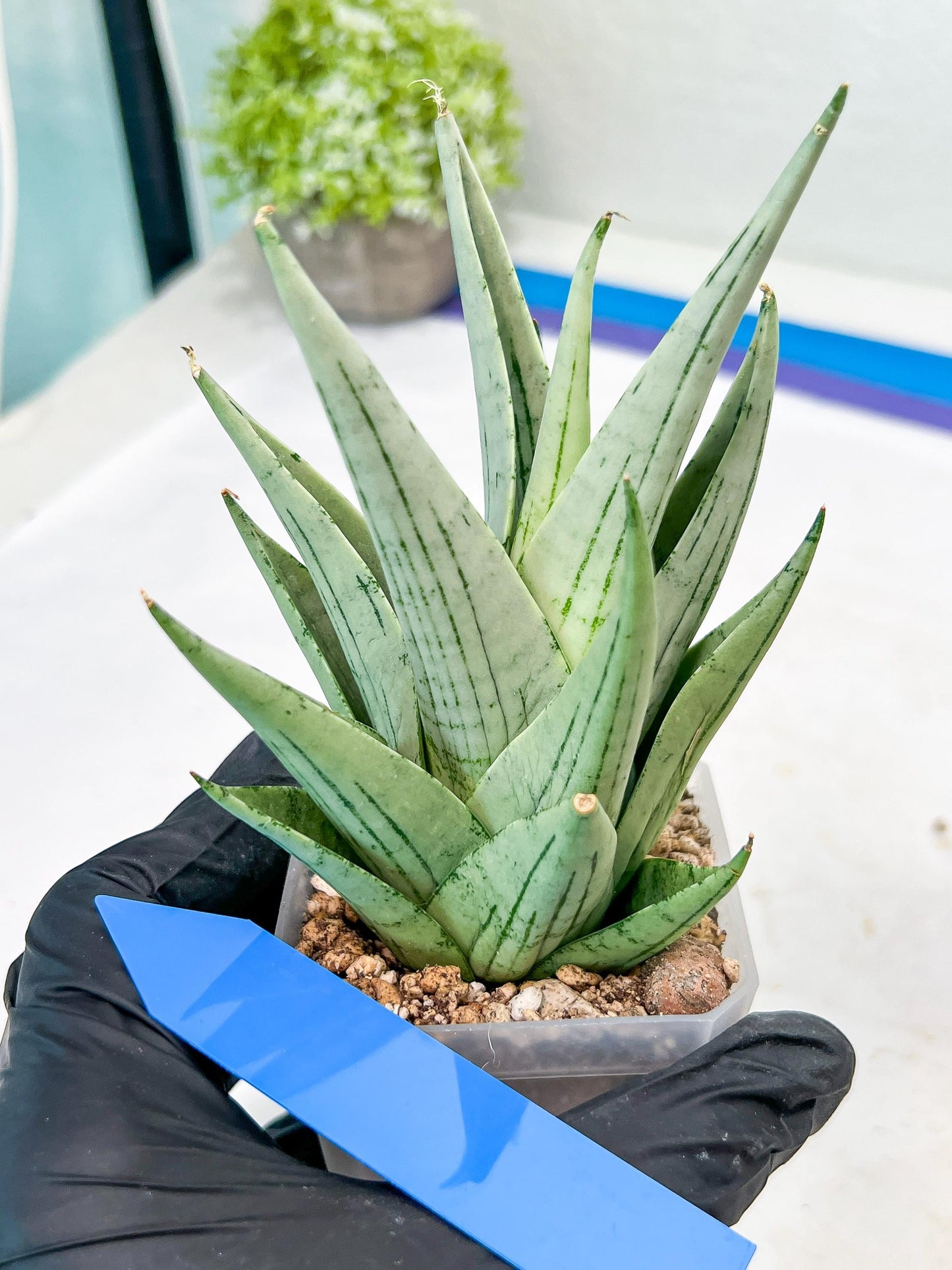 Sansevieria MoMo (#Ra16) | Very New hybrids
