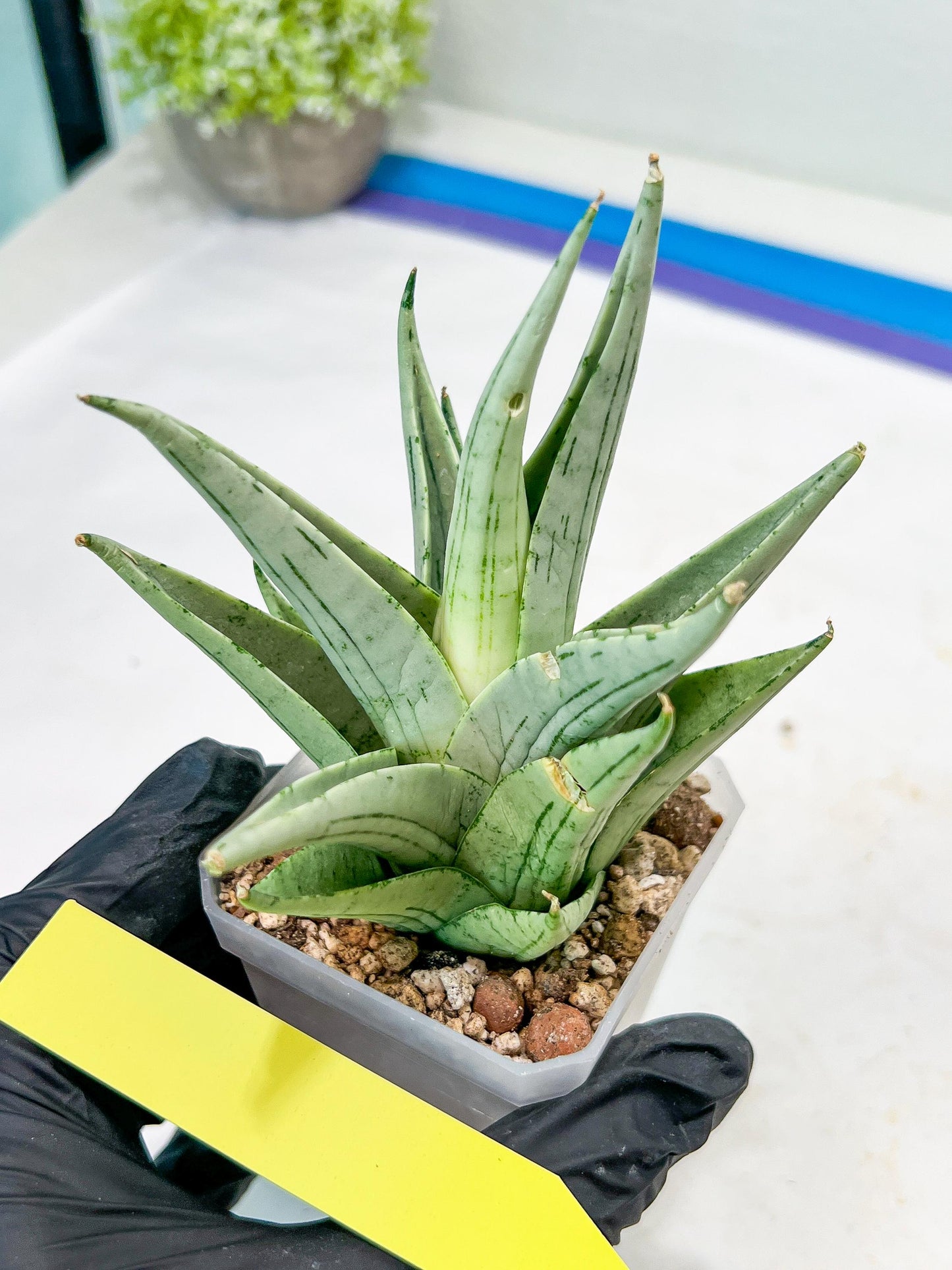 Sansevieria MoMo (#Ra16) | Very New hybrids