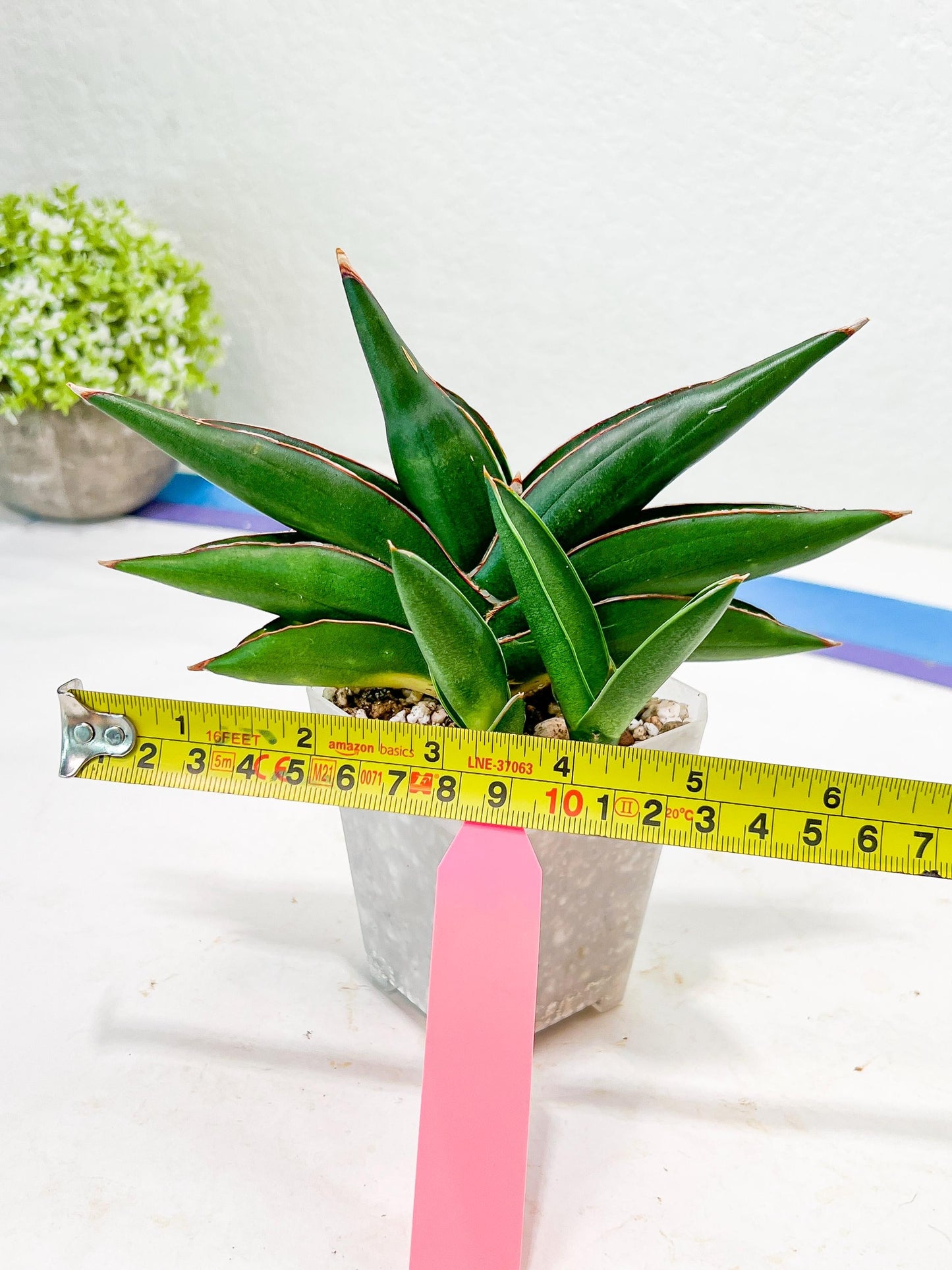 Sansevieria Sawasdee (#RA16) | Uncover an Exotic Botanical Wonder