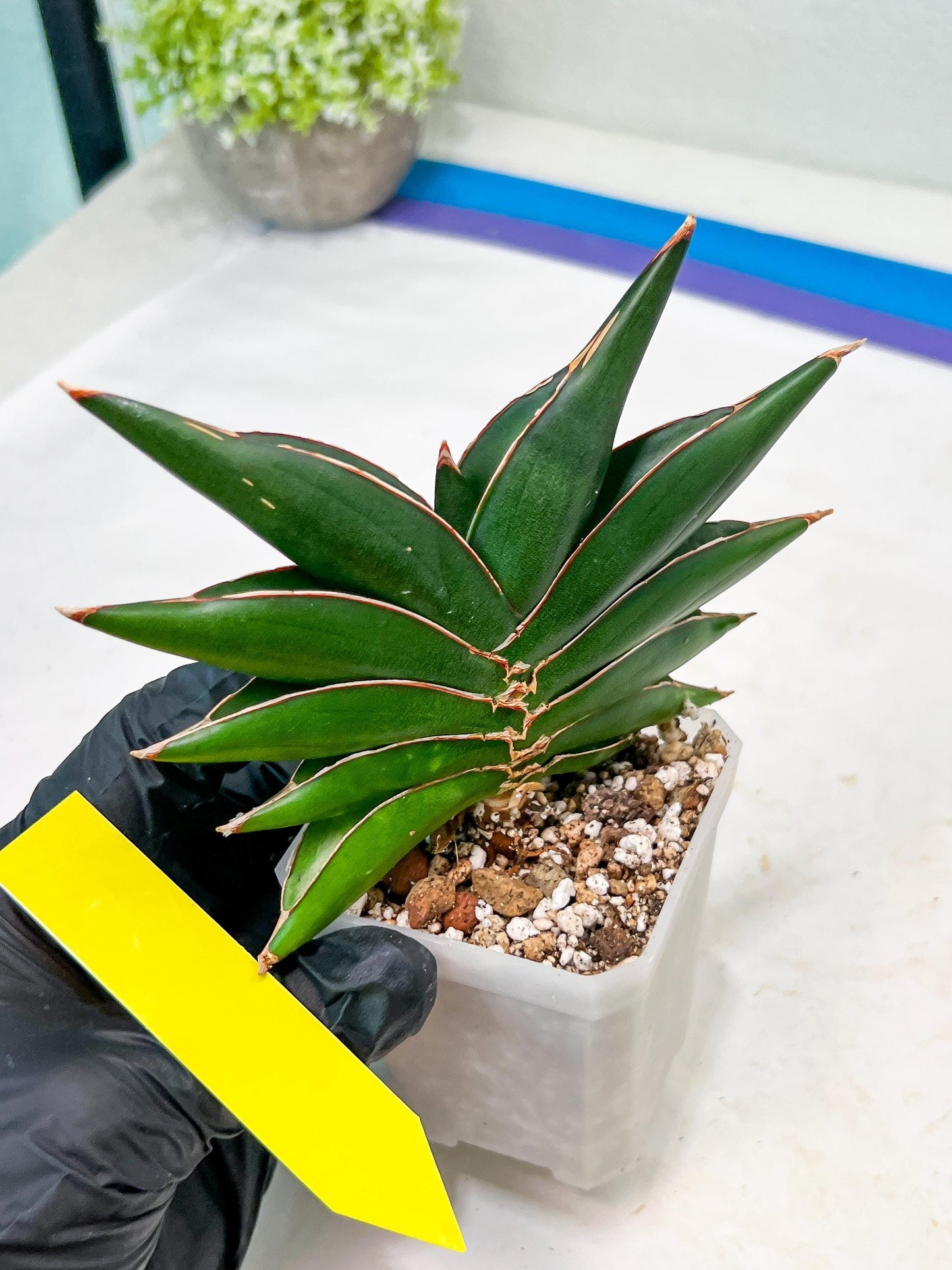 Sansevieria Sawasdee (#RA16) | Uncover an Exotic Botanical Wonder