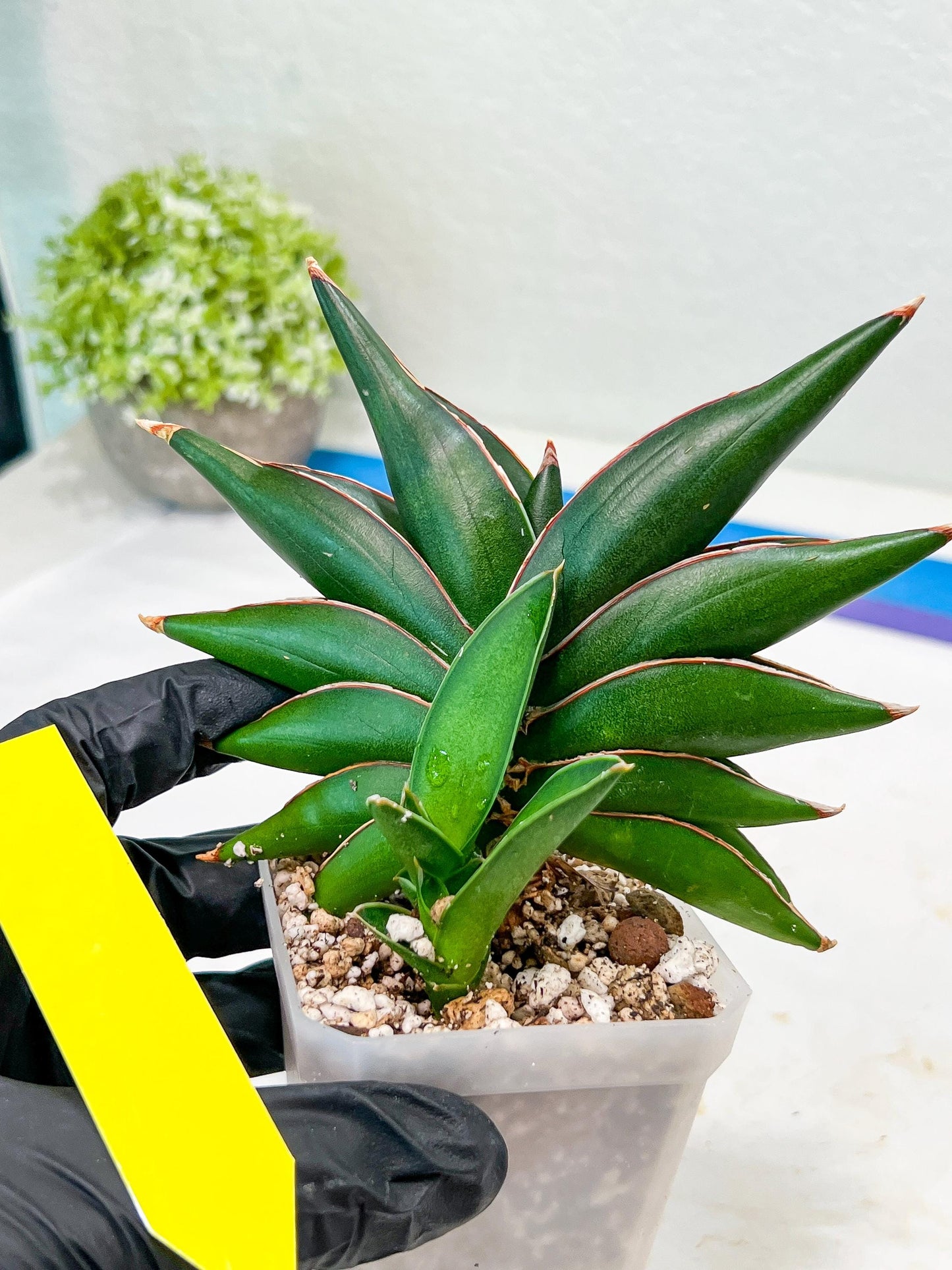 Sansevieria Sawasdee (#RA16) | Uncover an Exotic Botanical Wonder