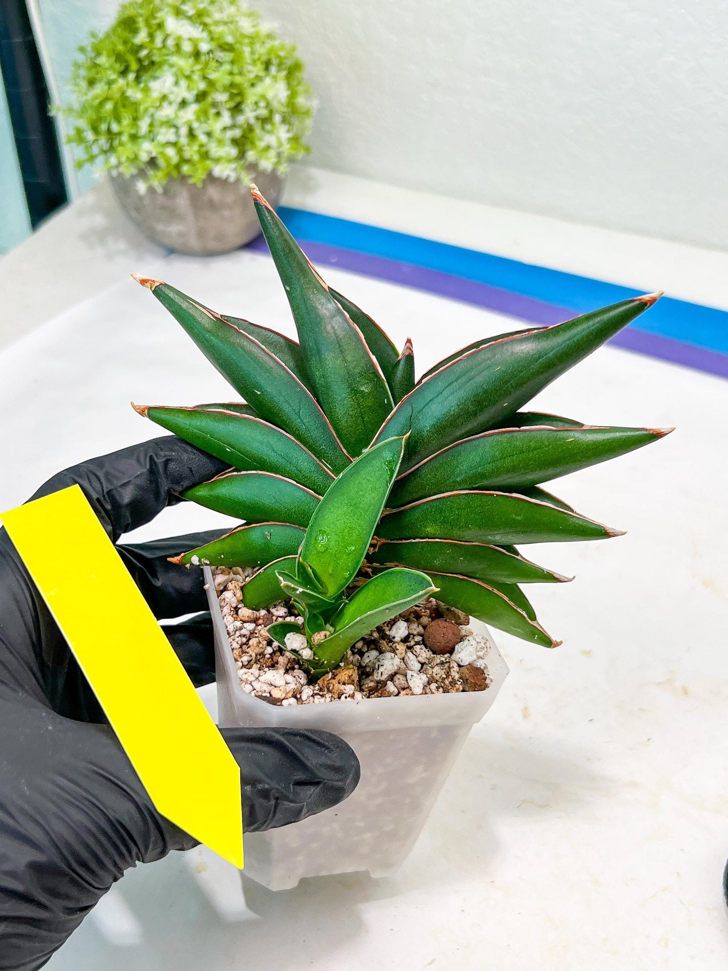 Sansevieria Sawasdee (#RA16) | Uncover an Exotic Botanical Wonder