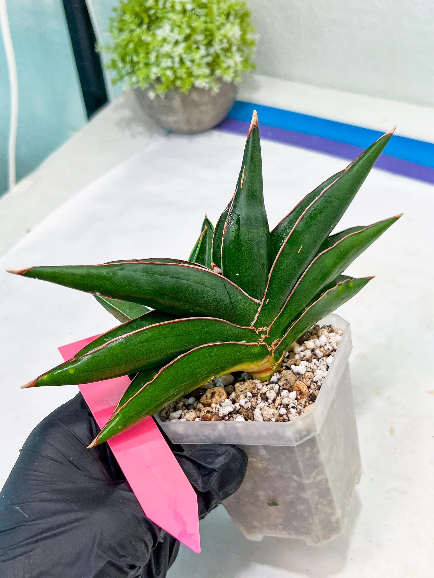 Sansevieria Sawasdee (#RA16) | Uncover an Exotic Botanical Wonder