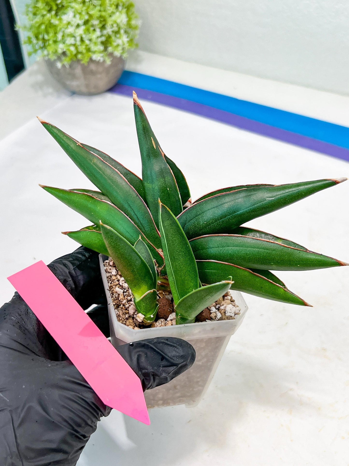 Sansevieria Sawasdee (#RA16) | Uncover an Exotic Botanical Wonder
