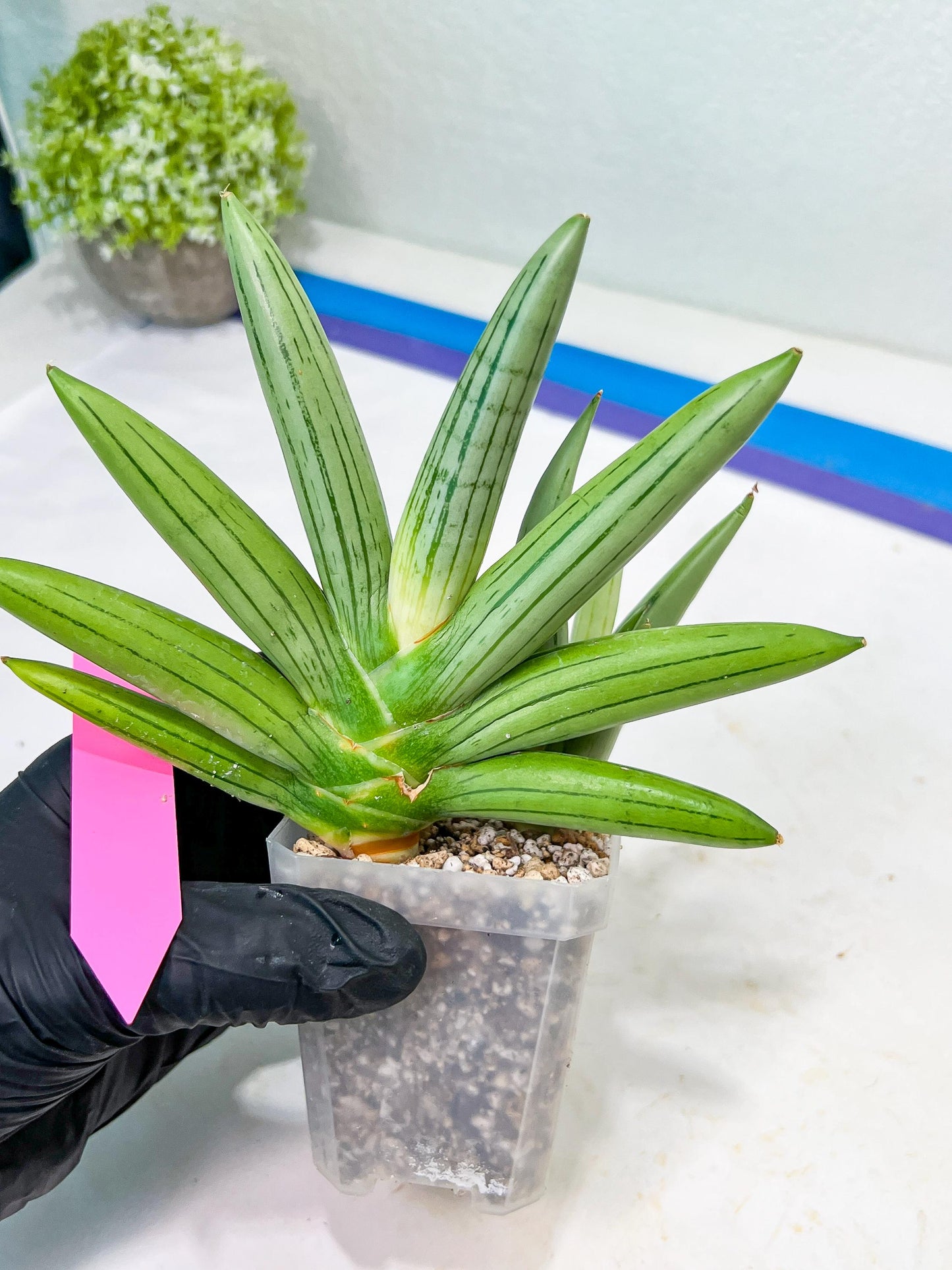 Sansevieria Ice Man (#AC10) | Rare Imported House Plants