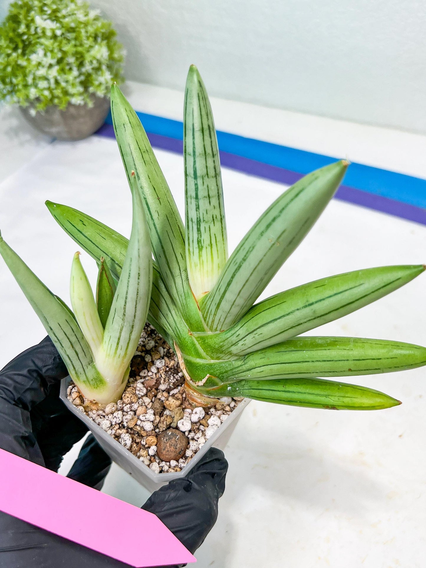 Sansevieria Ice Man (#AC10) | Rare Imported House Plants