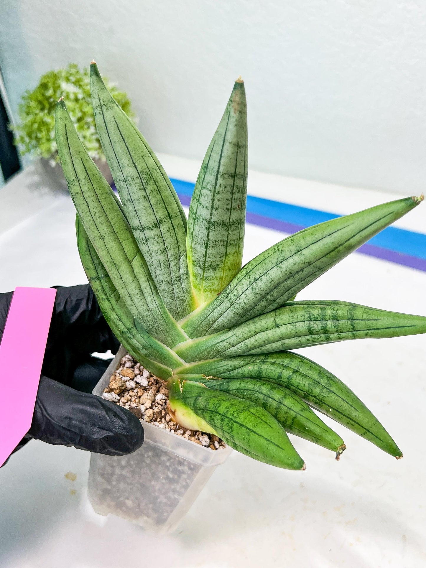 Sansevieria Chujai (#Ra30) | Imported Hybrids