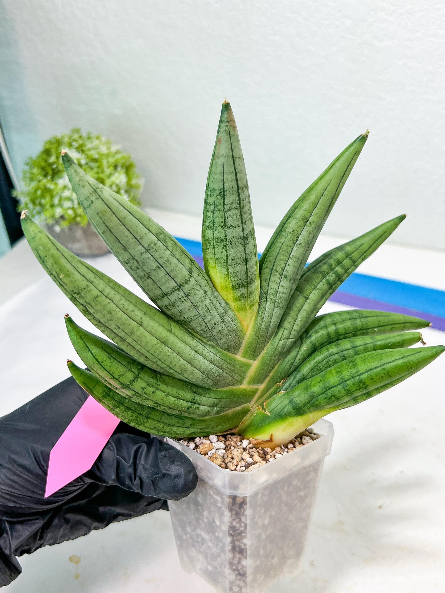 Sansevieria Chujai (#Ra30) | Imported Hybrids