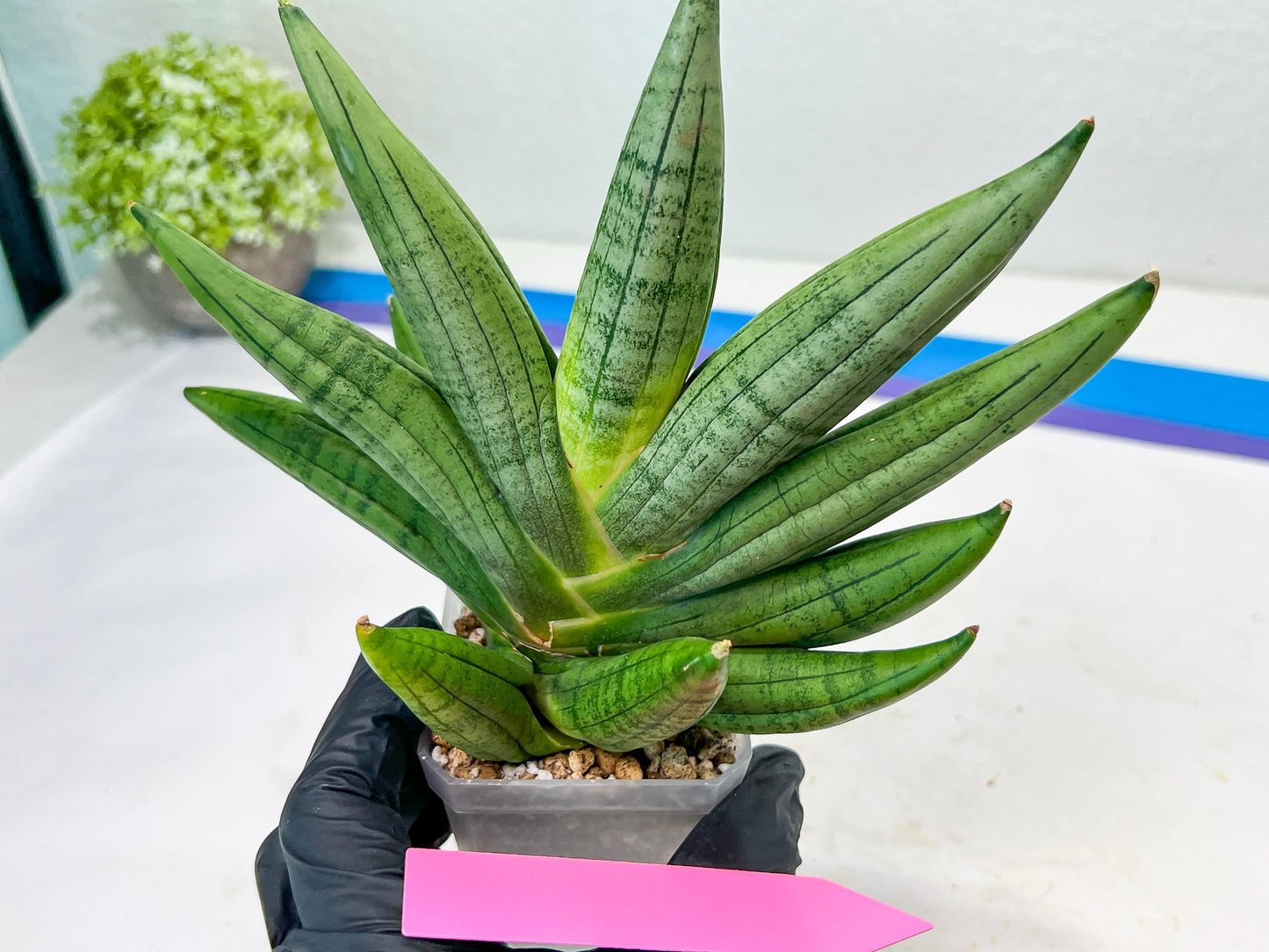 Sansevieria Chujai (#Ra30) | Imported Hybrids