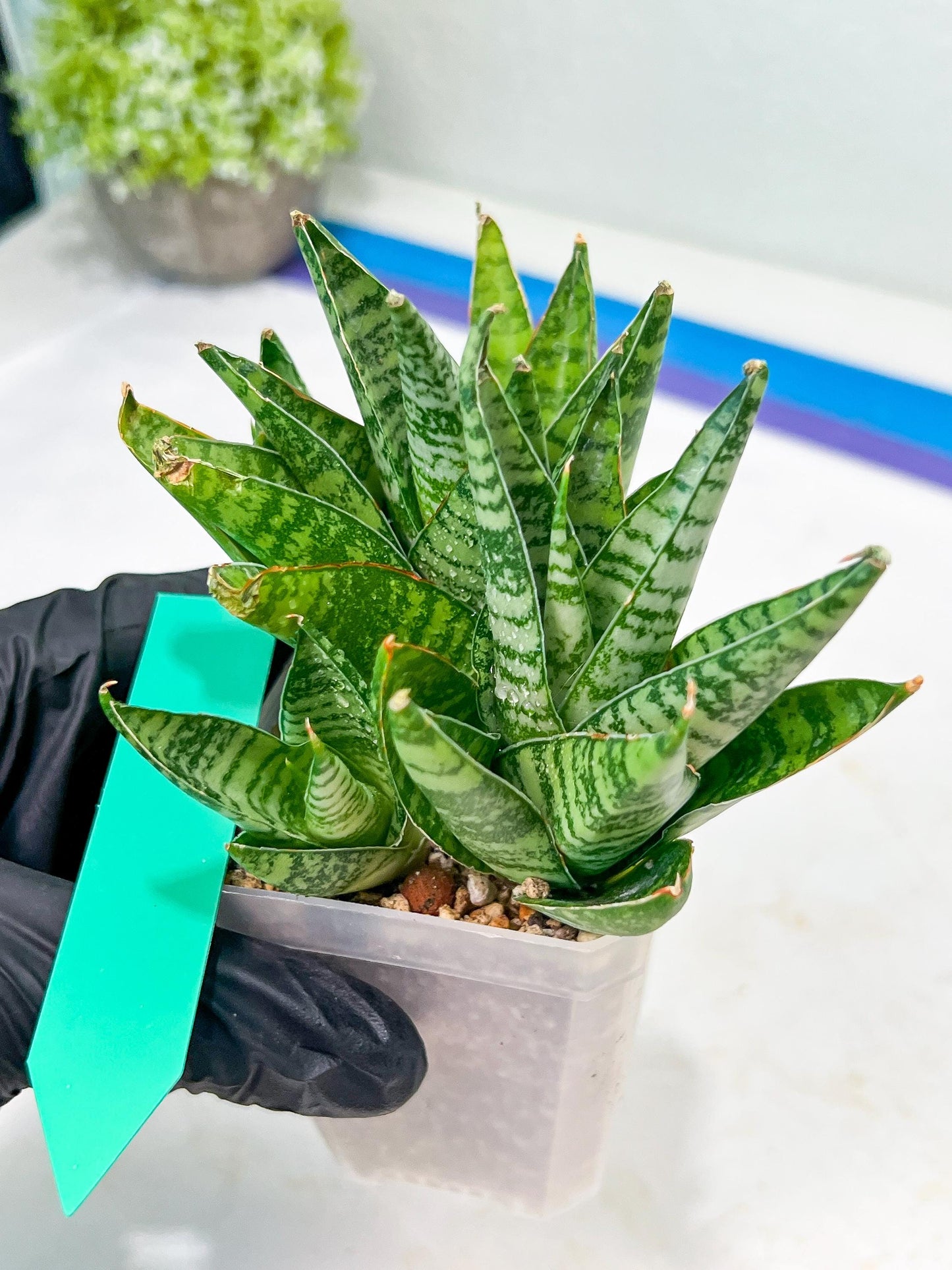 Sansevieria Frozen Rose (#PH1) | Imported Indoor Snake Plant | 2" Planter