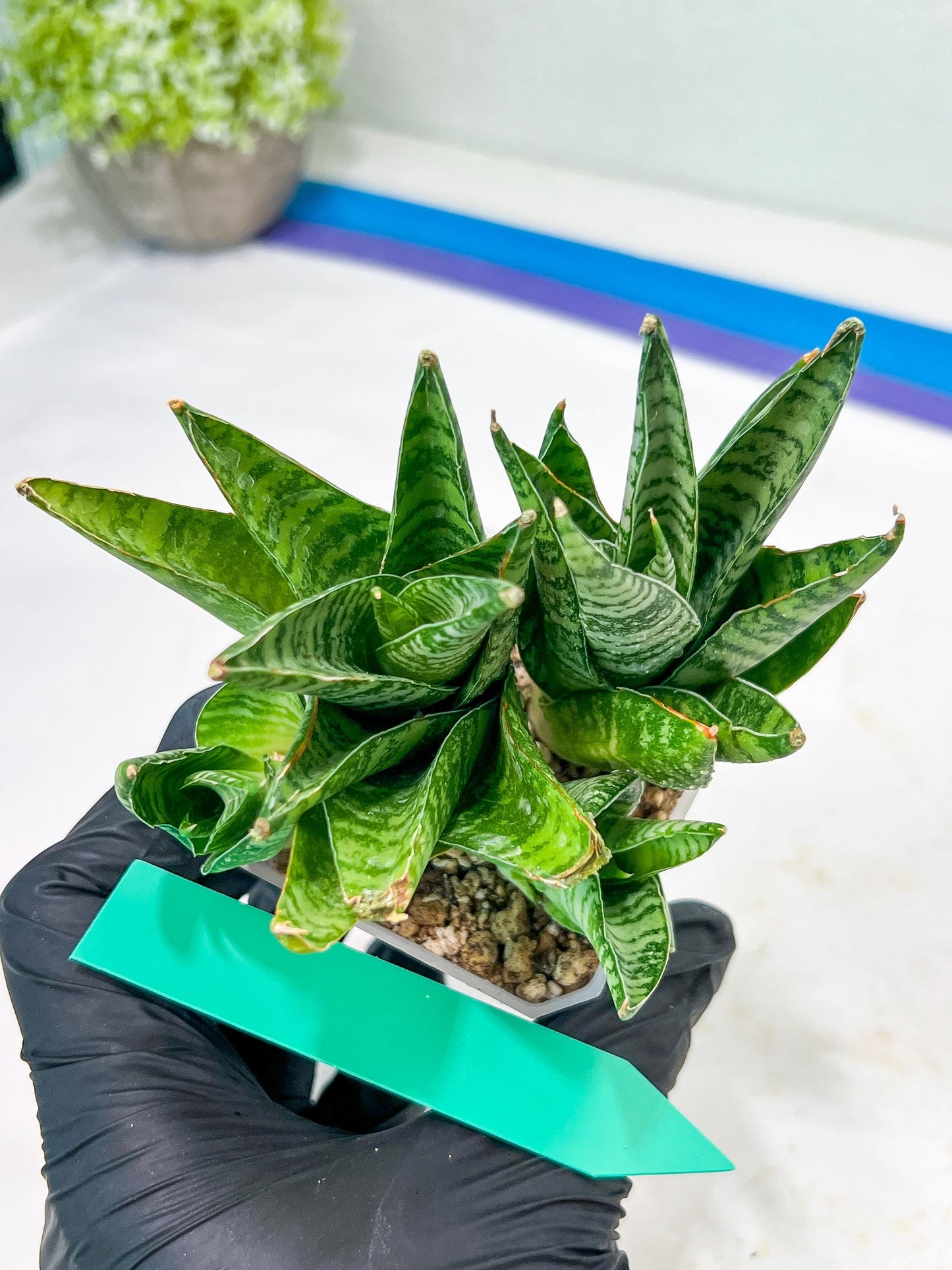 Sansevieria Frozen Rose (#PH1) | Imported Indoor Snake Plant | 2" Planter