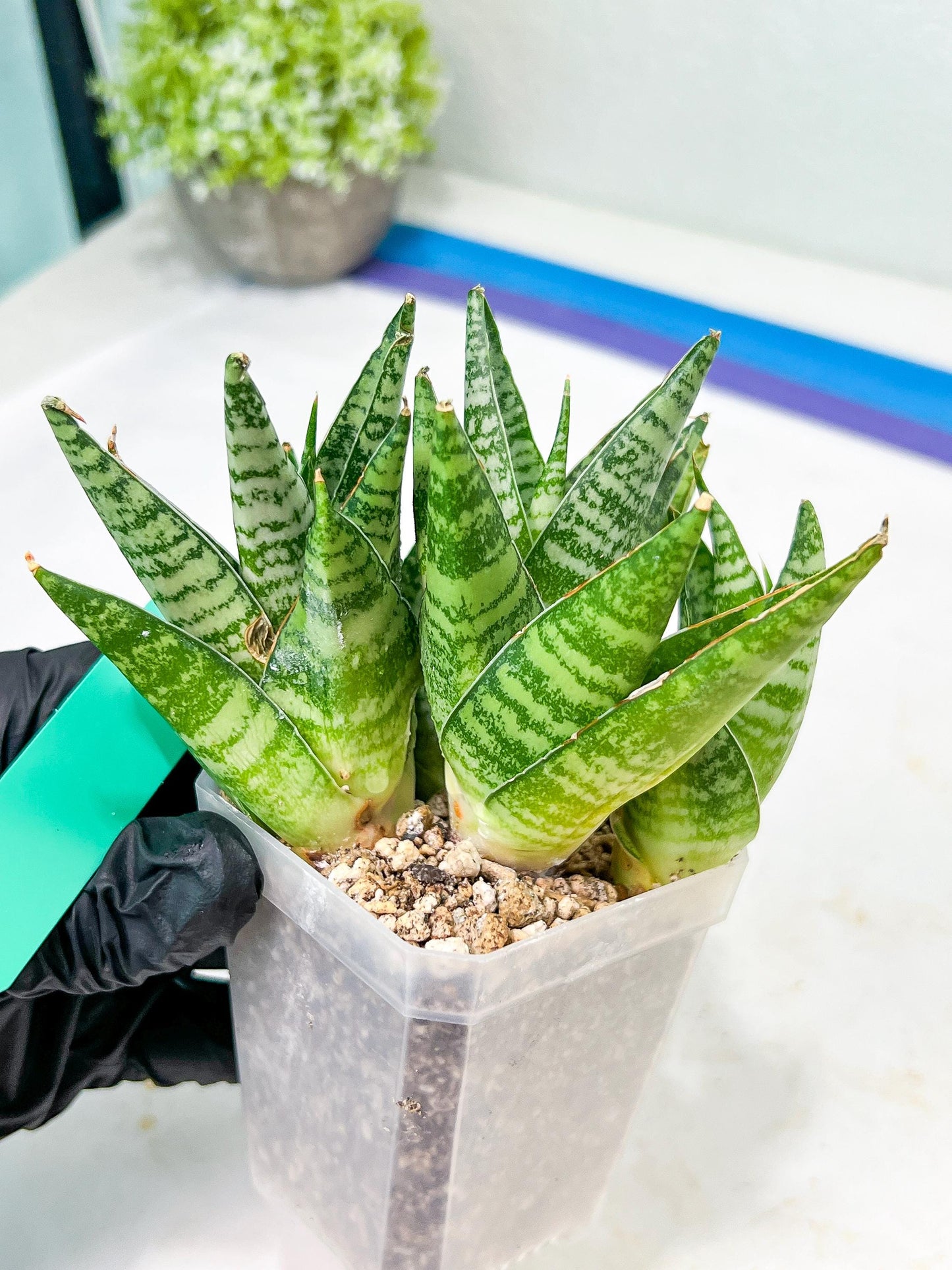 Sansevieria Frozen Rose (#PH1) | Imported Indoor Snake Plant | 2" Planter
