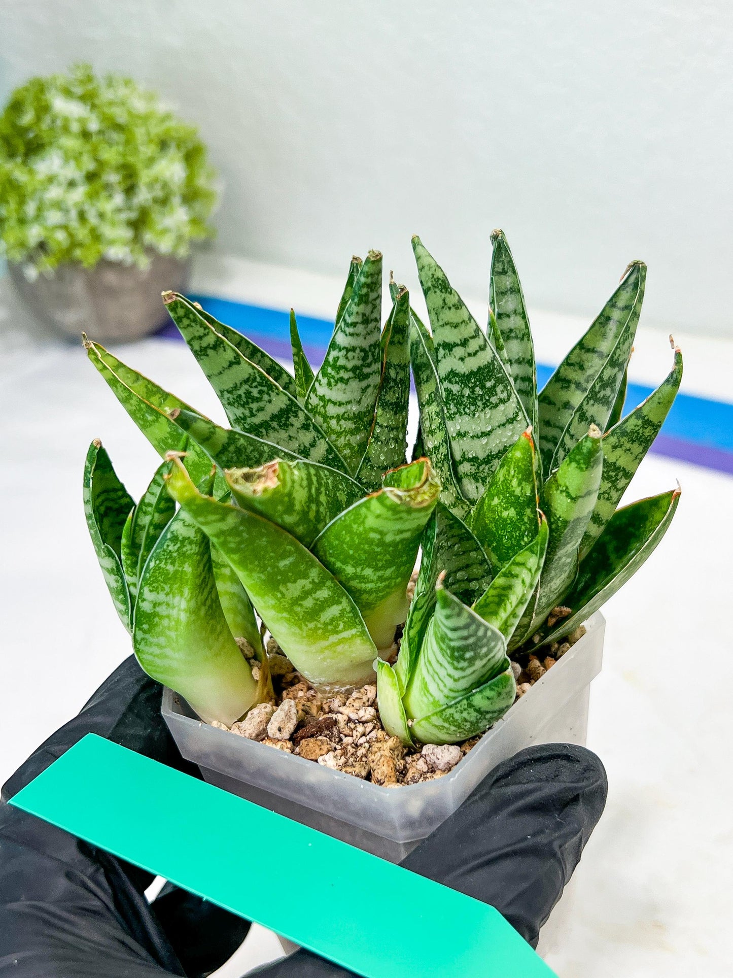 Sansevieria Frozen Rose (#PH1) | Imported Indoor Snake Plant | 2" Planter