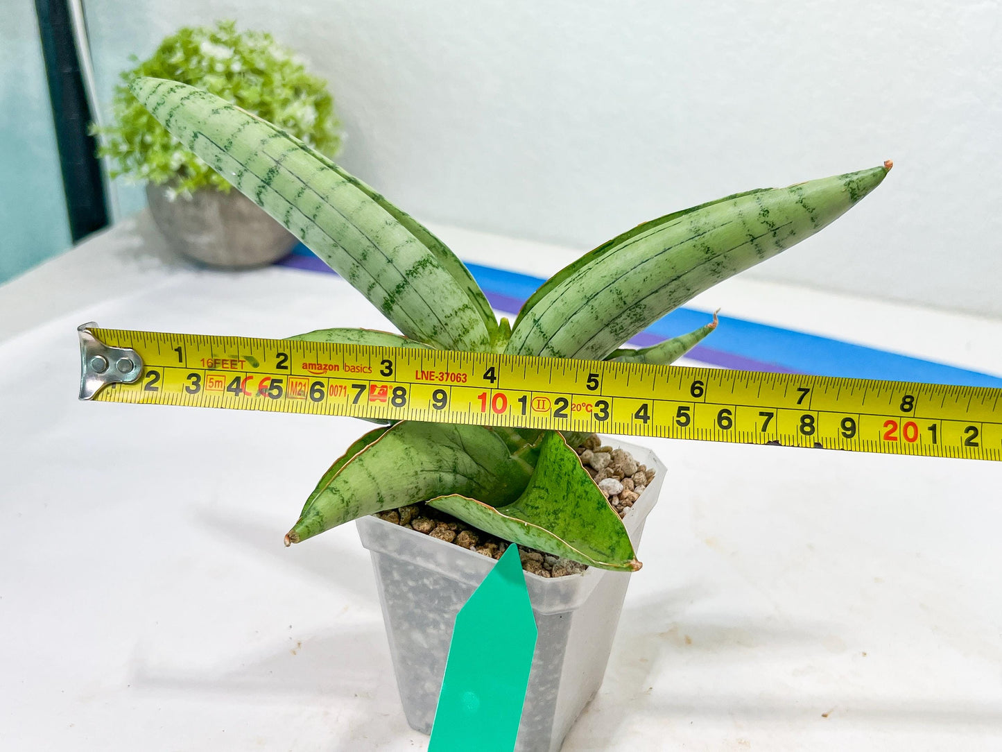 Sansevieria White Rhino (#RA5) |Rare Imported House Plants