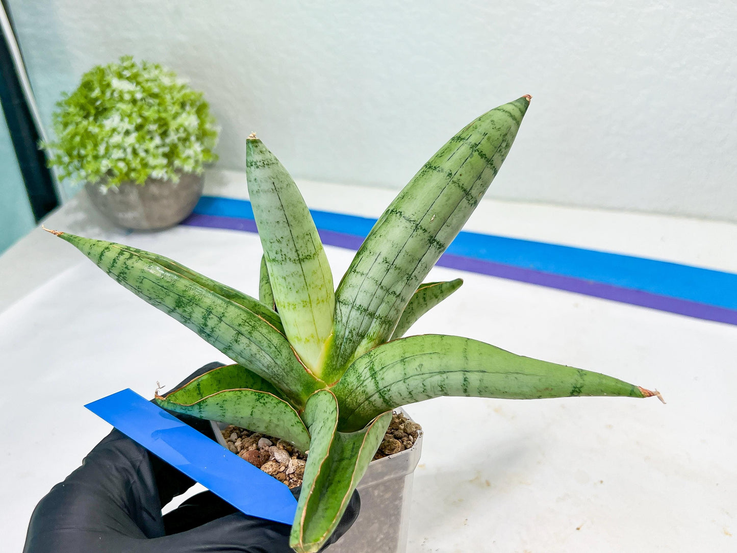 Sansevieria White Rhino (#RA5) |Rare Imported House Plants
