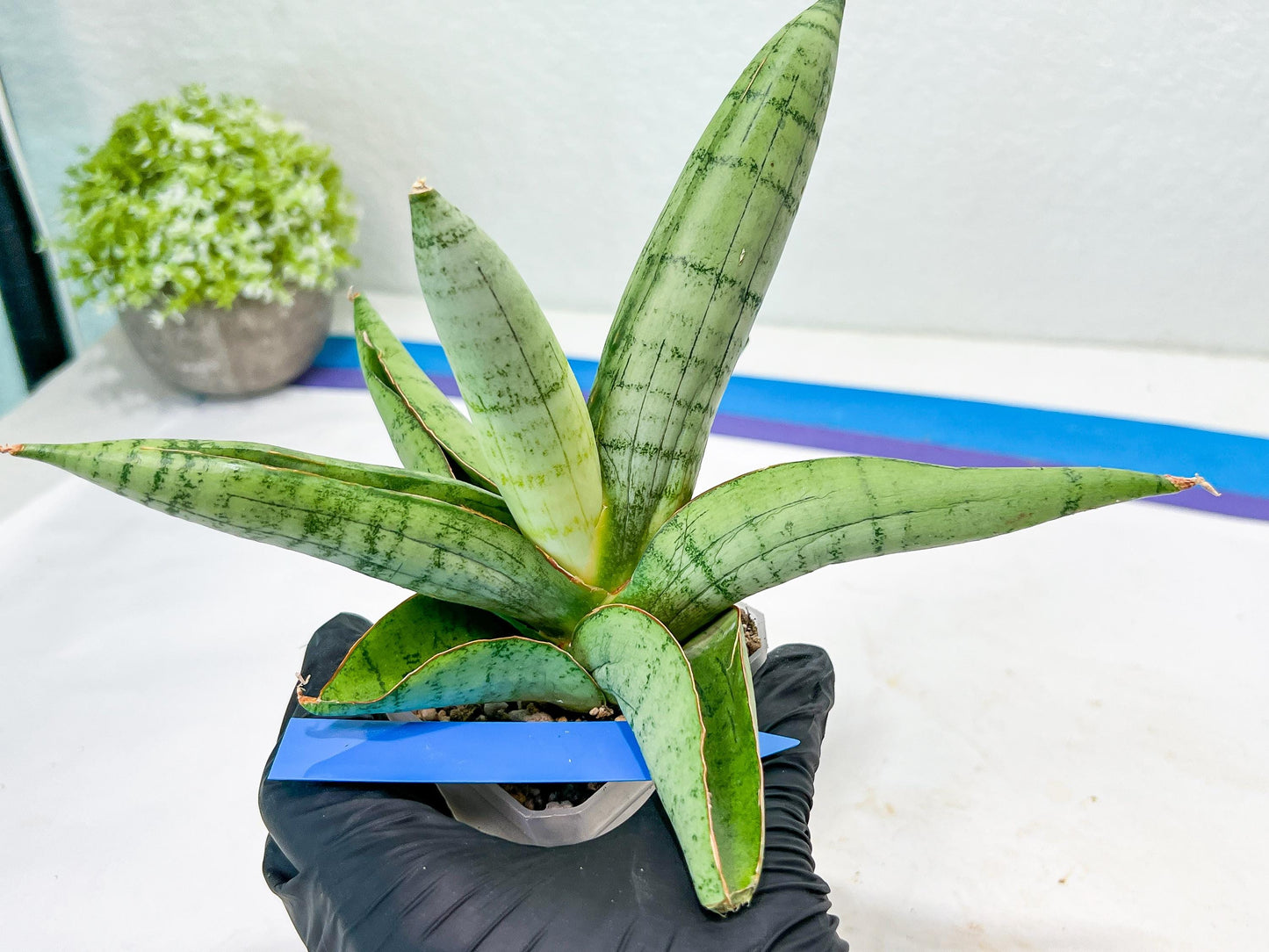 Sansevieria White Rhino (#RA5) |Rare Imported House Plants