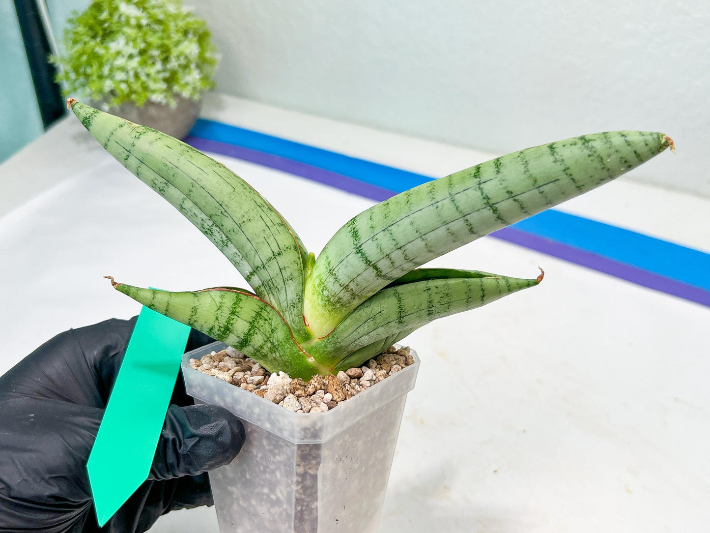 Sansevieria White Rhino (#RA5) |Rare Imported House Plants