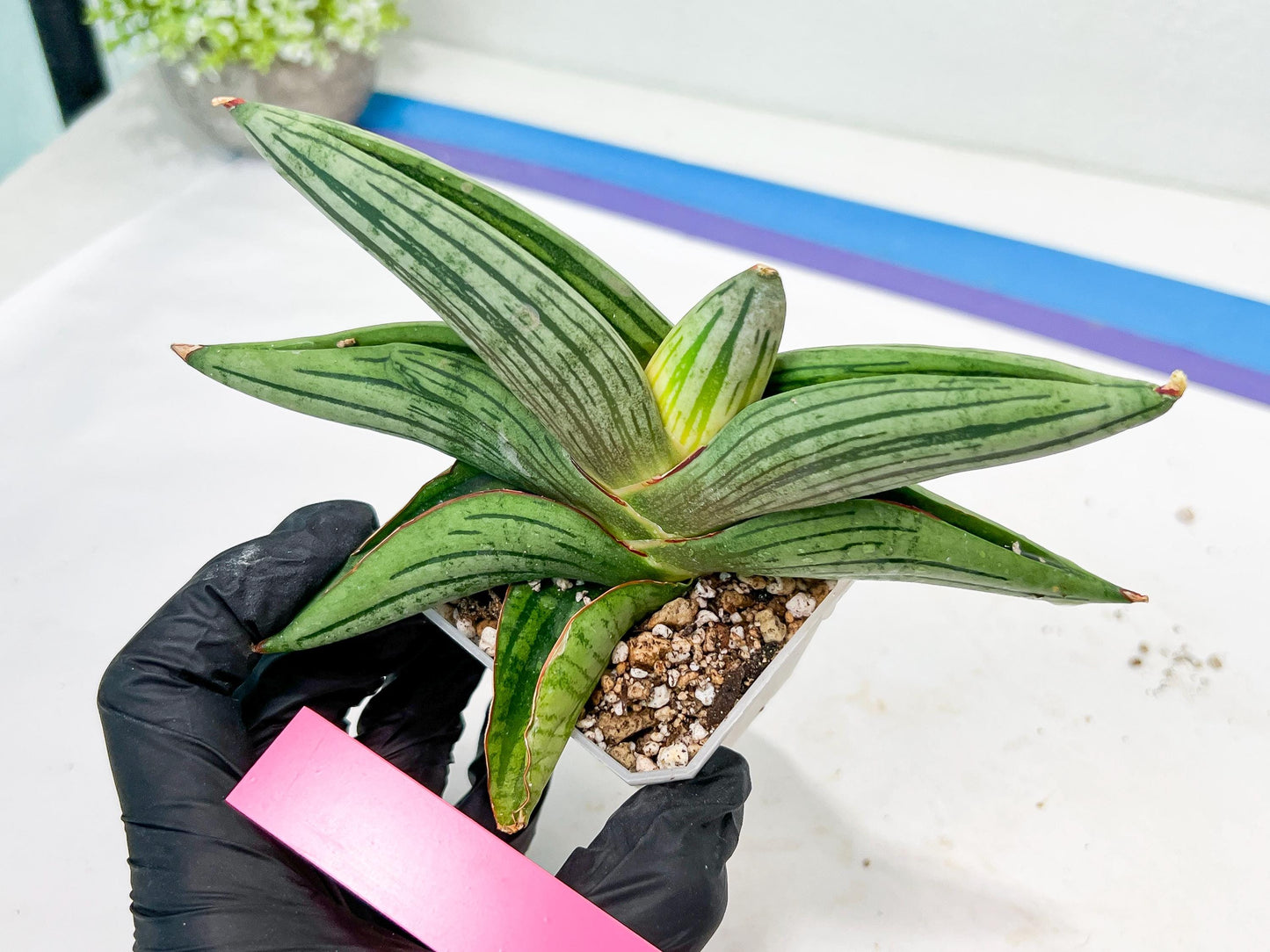 Sansevieria Diablo (#Ra33) | Very New hybrids