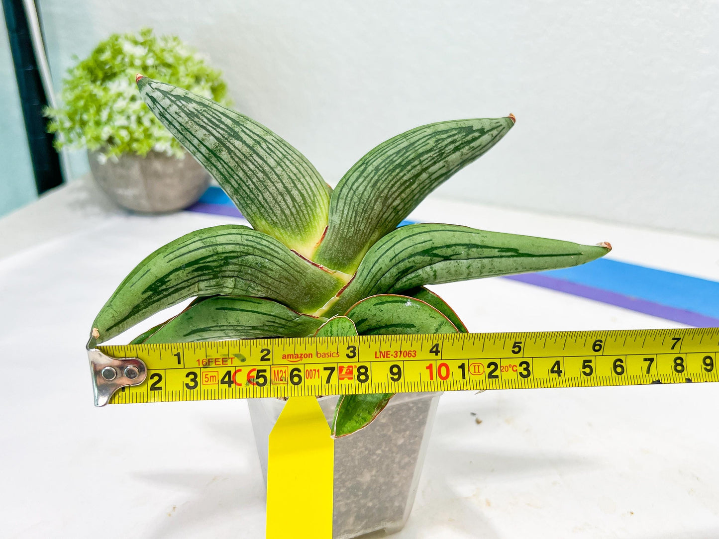 Sansevieria Diablo (#Ra33) | Very New hybrids