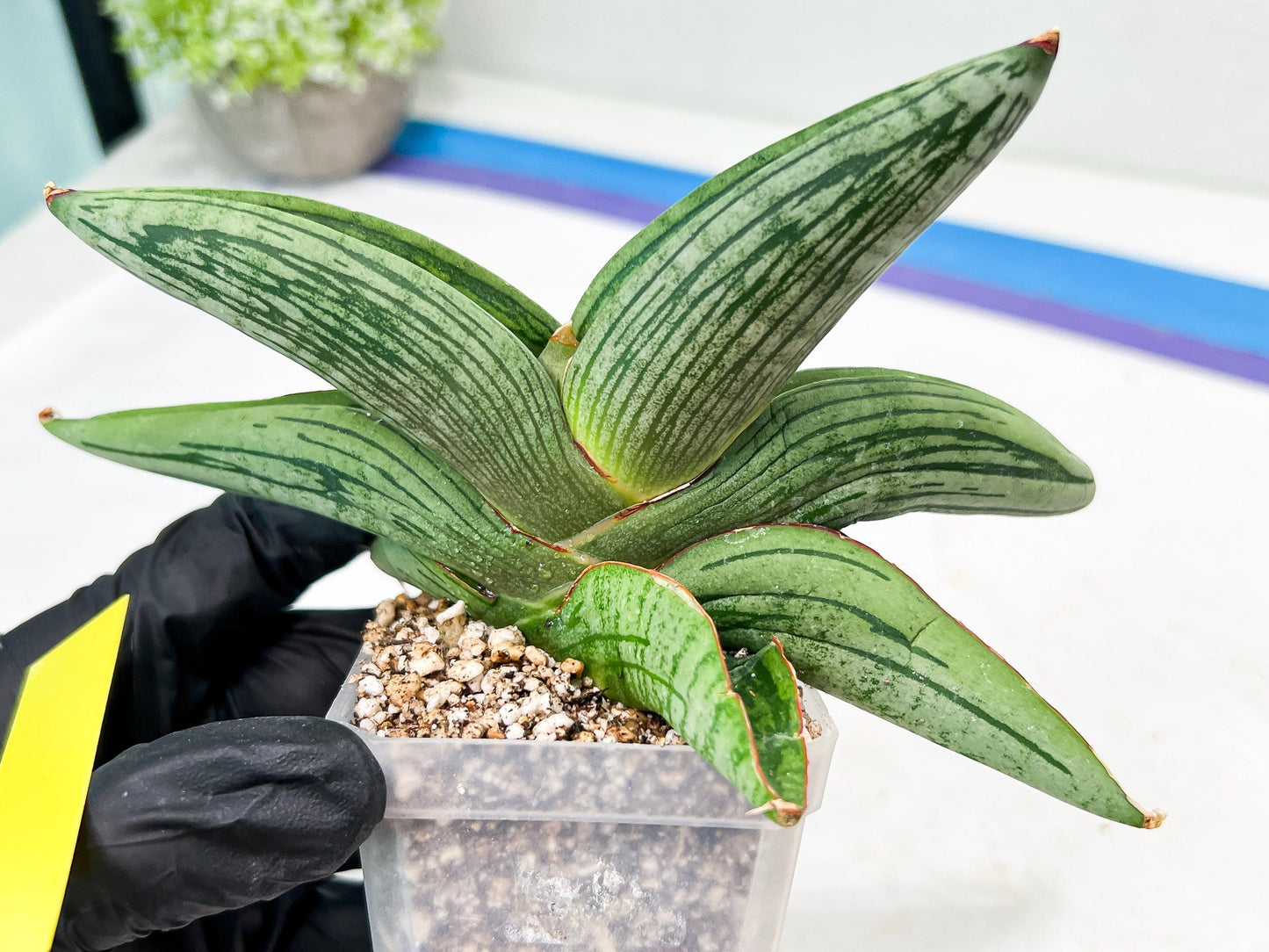 Sansevieria Diablo (#Ra33) | Very New hybrids