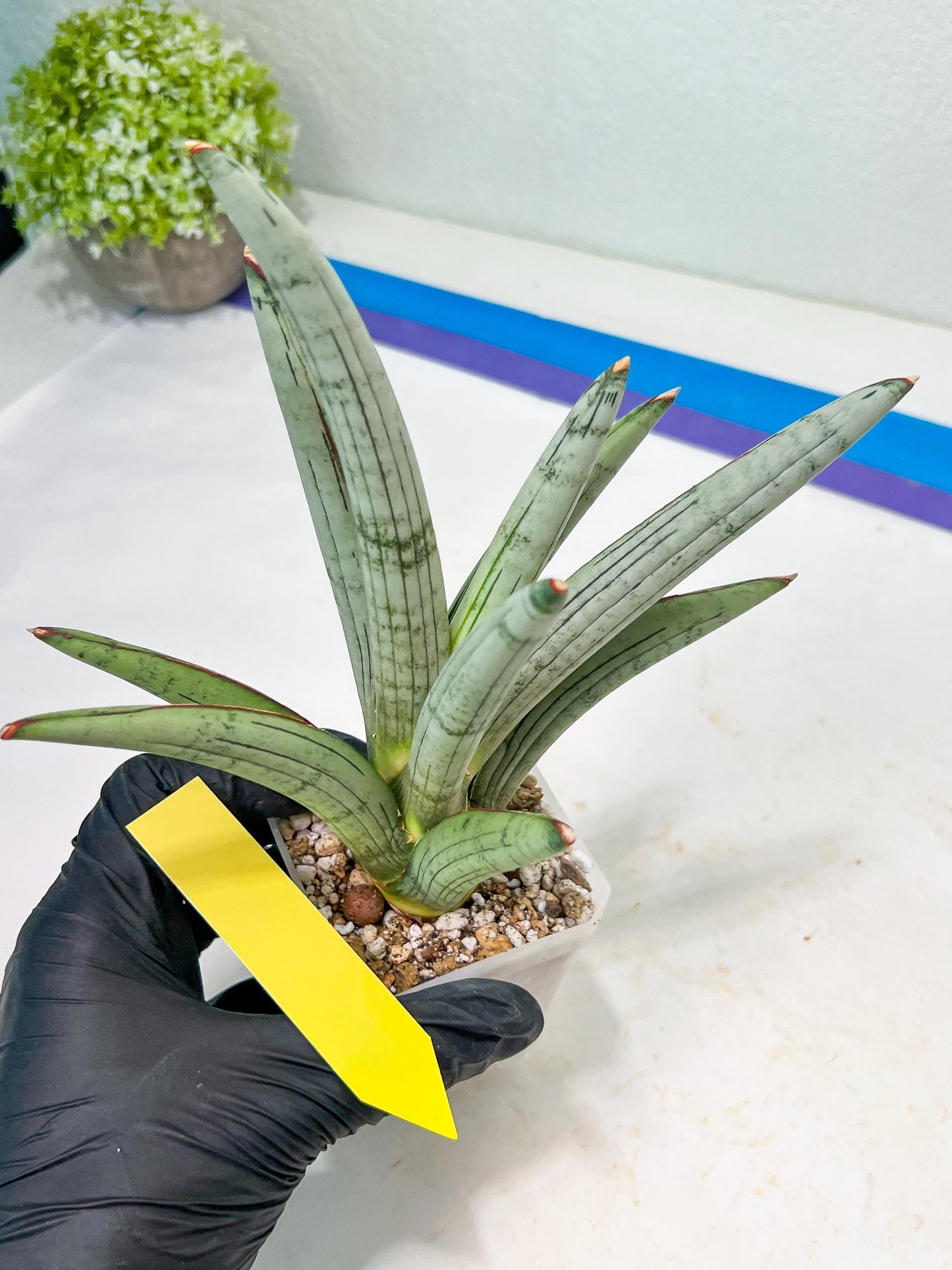 Sansevieria Angel (PH7) | Embark on a Rare Plant Adventure