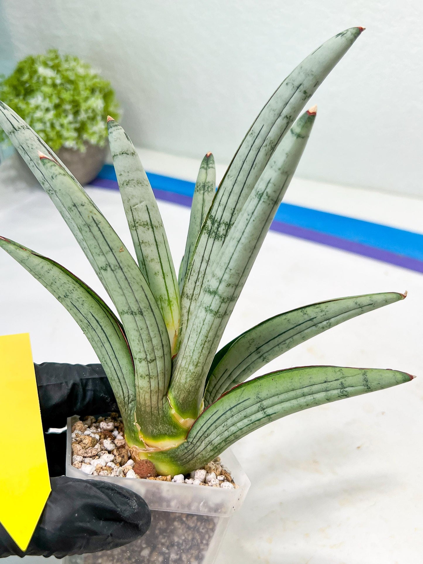Sansevieria Angel (PH7) | Embark on a Rare Plant Adventure